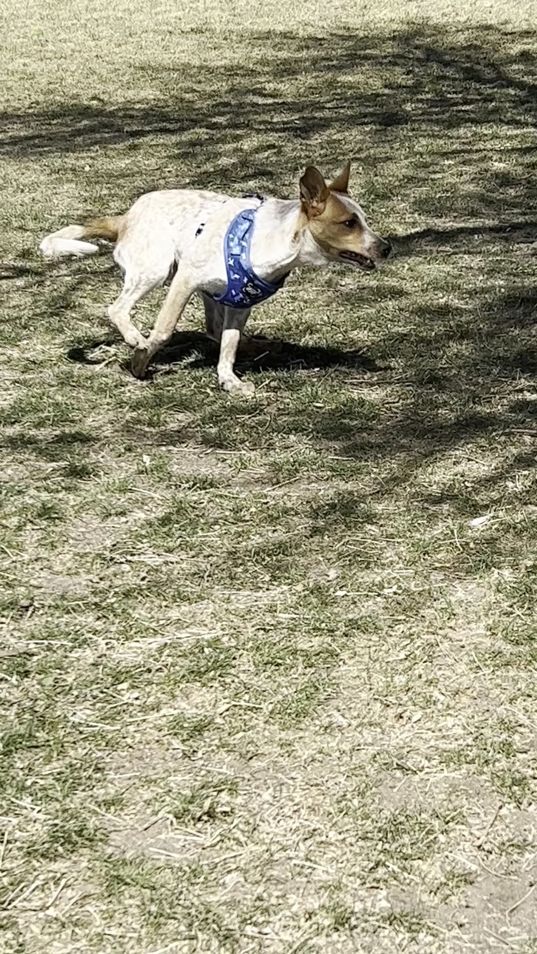 Terrace Park - Arvada, CO