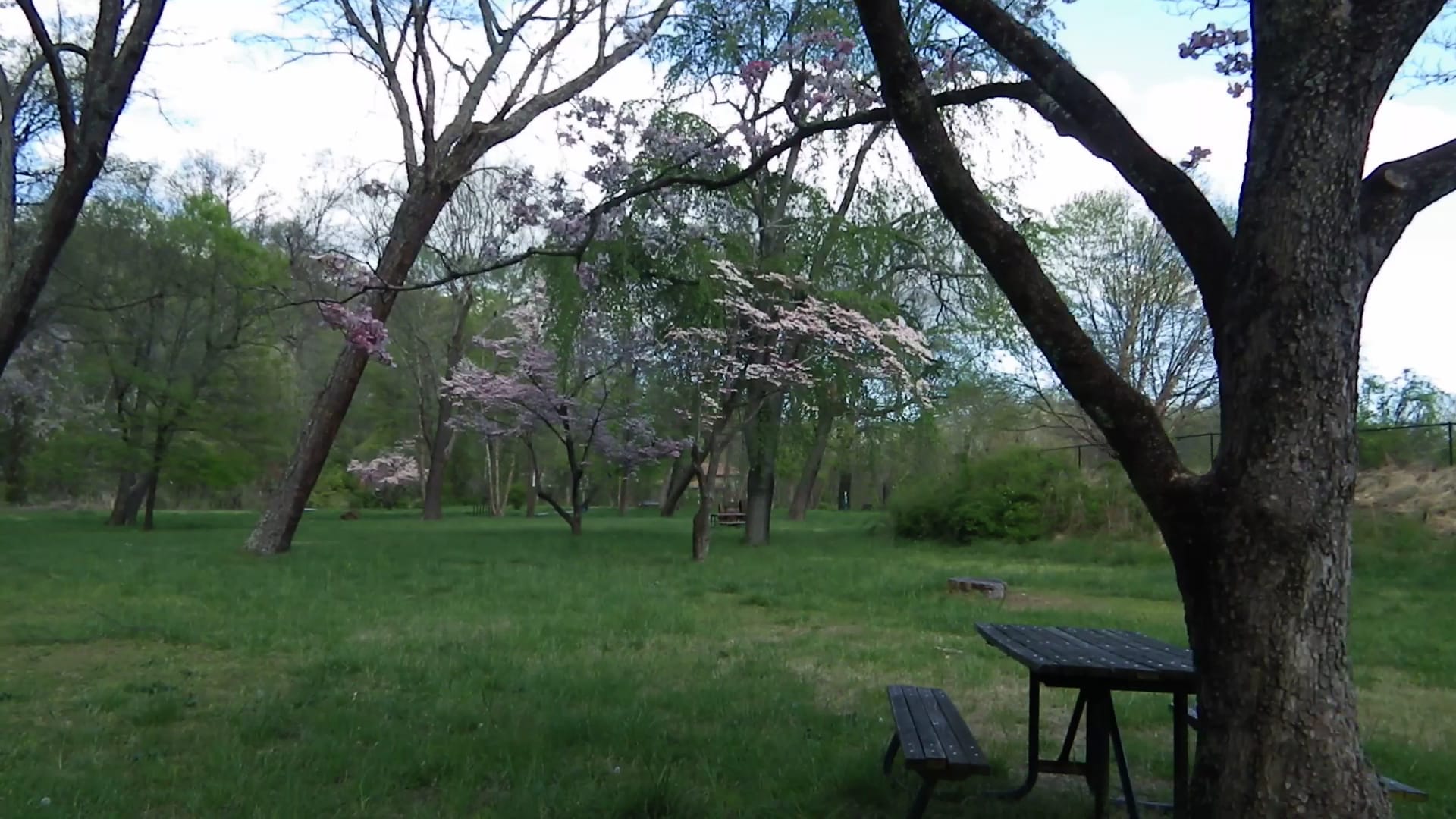 Dog Walk Park - Asheville, NC