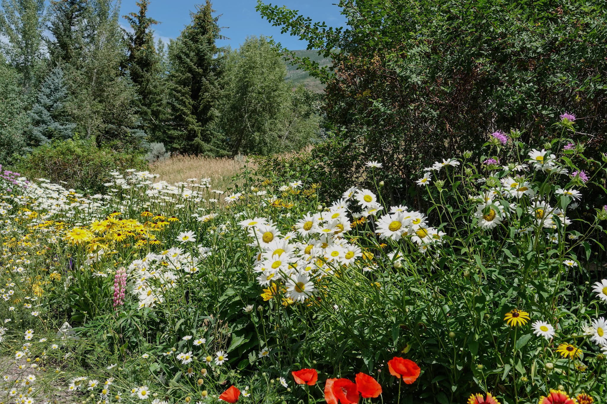 Anderson Park - Aspen, CO