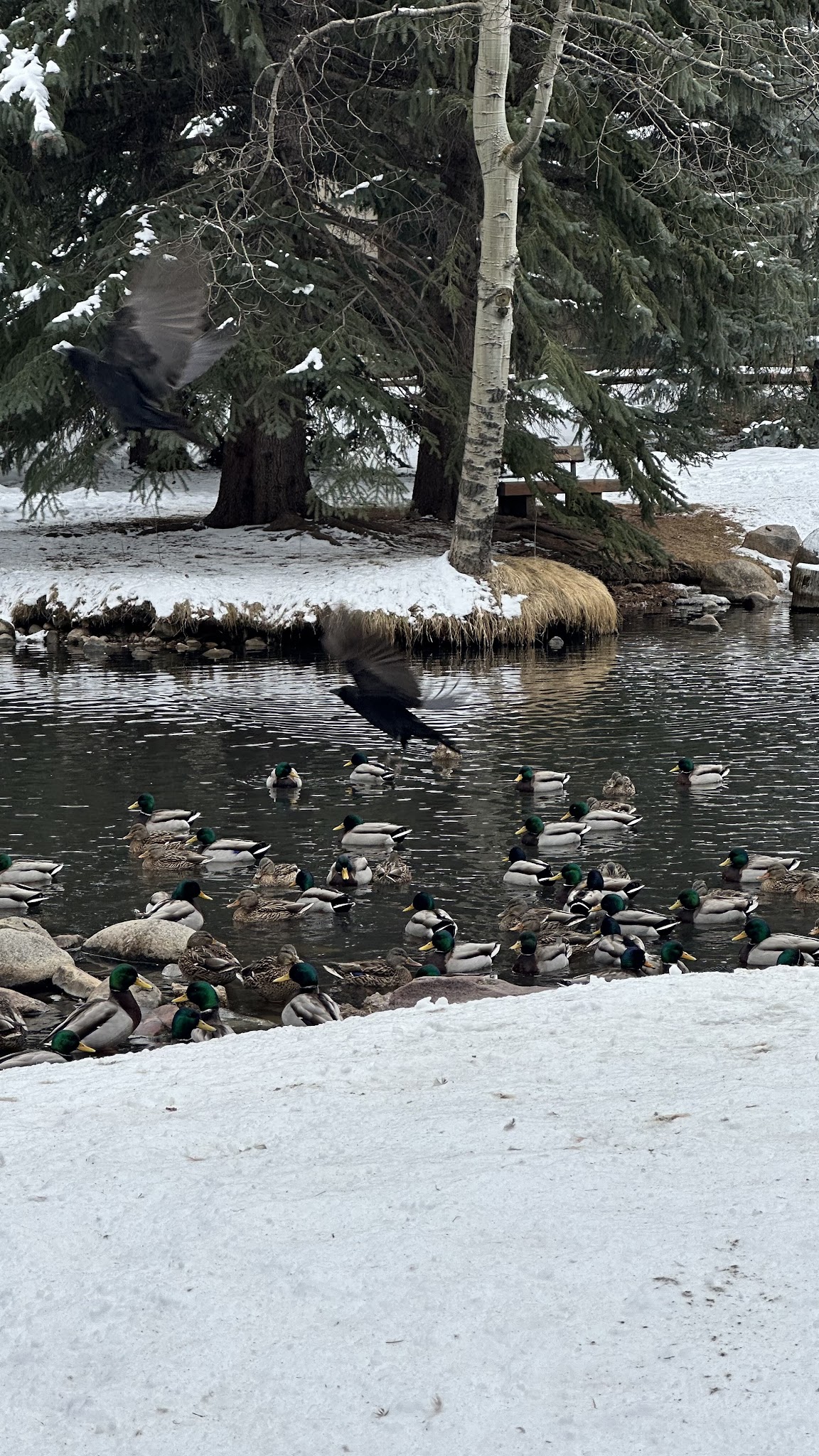 Glory Hole Park - Aspen, CO