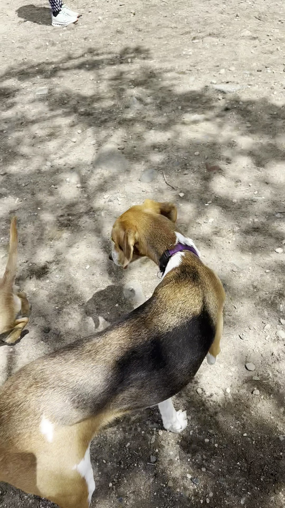 Bugsy's Dog Run - Astoria, NY