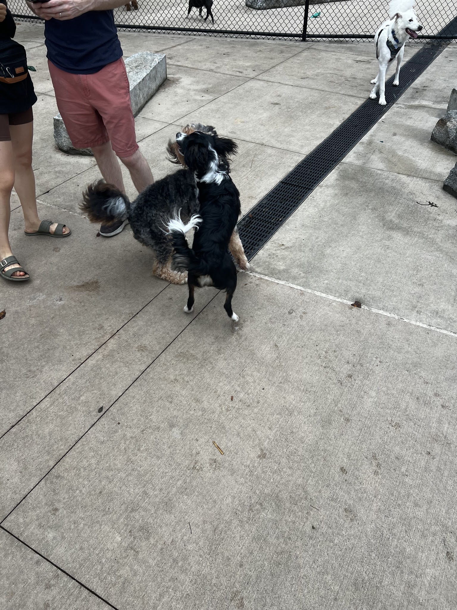 Sven Dog Park - Astoria, NY