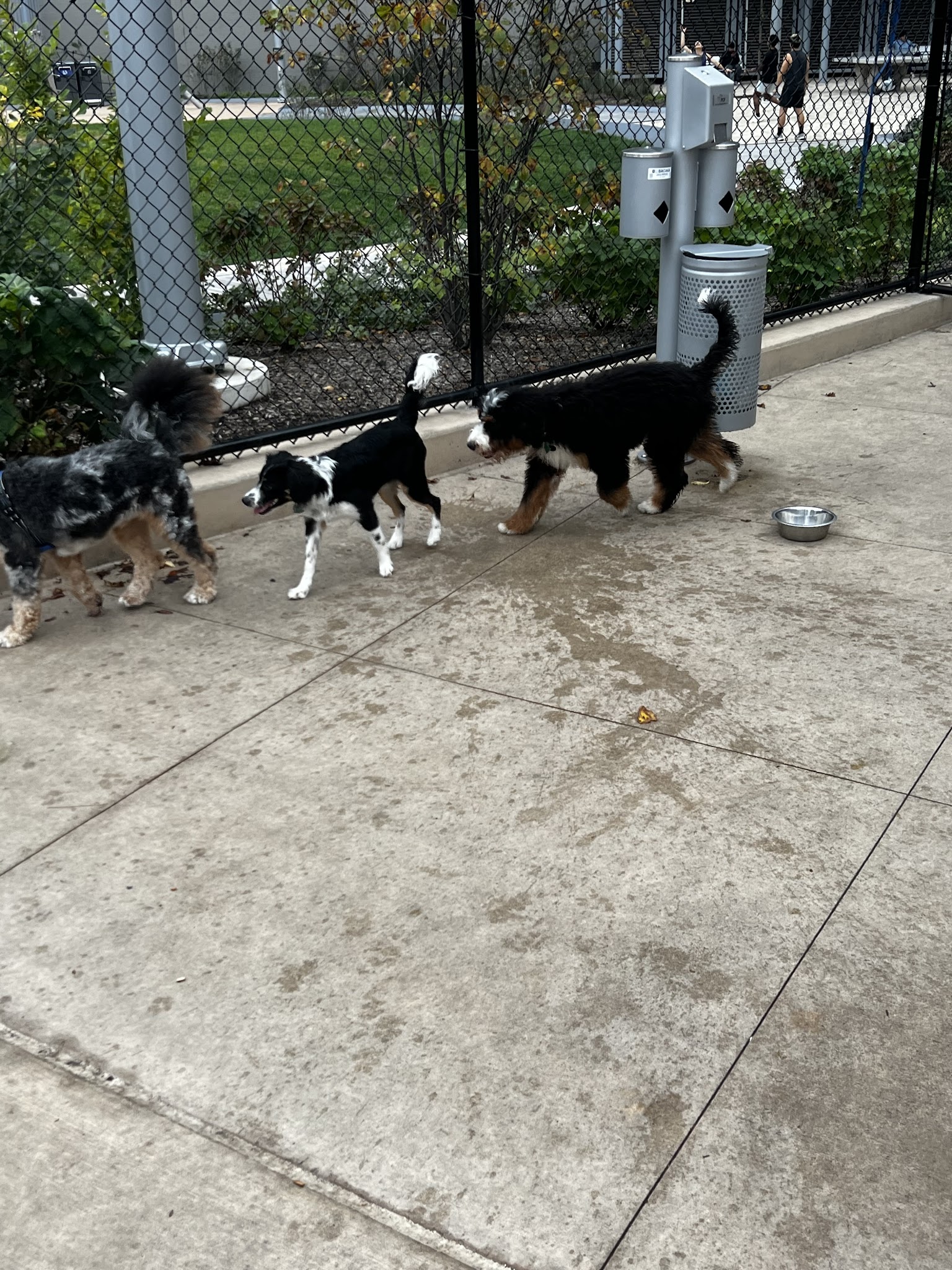 Sven Dog Park - Astoria, NY