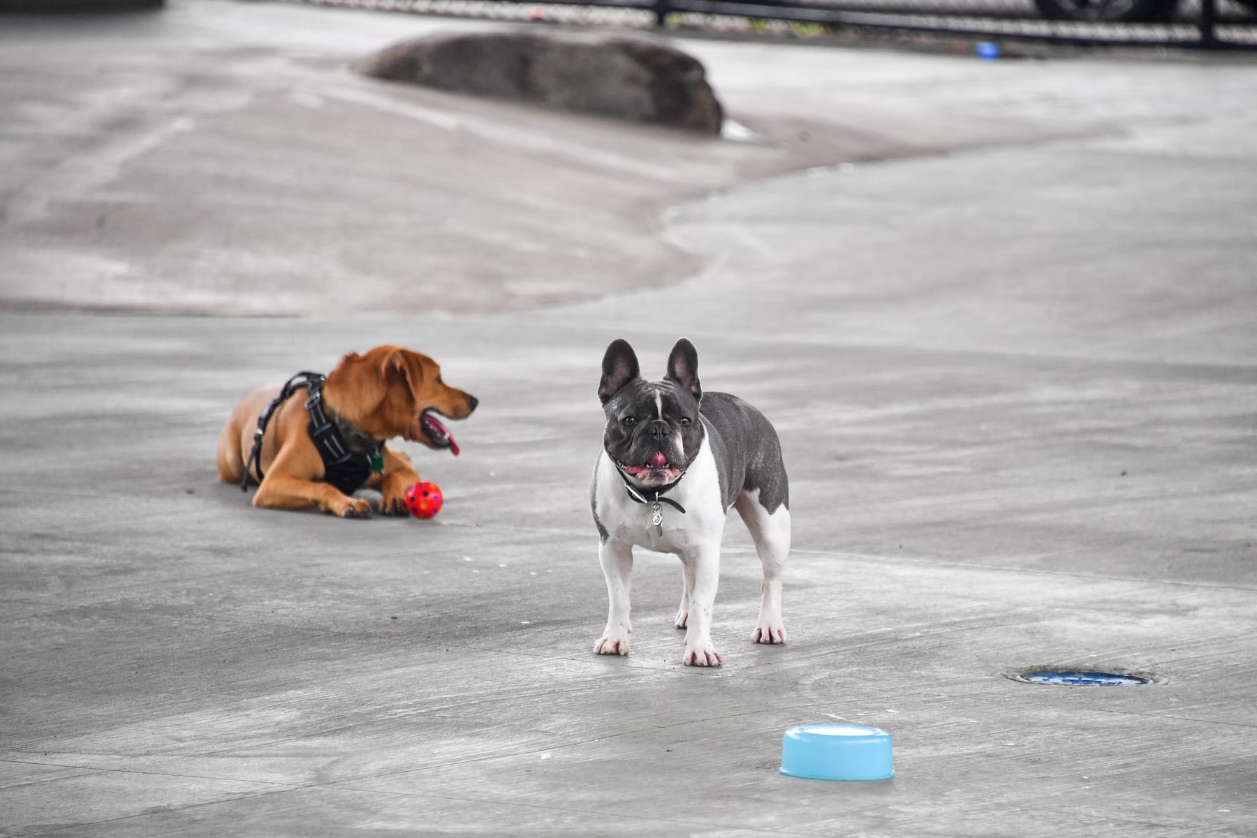 Triborough Bridge Playground C Dog Run - Astoria, NY