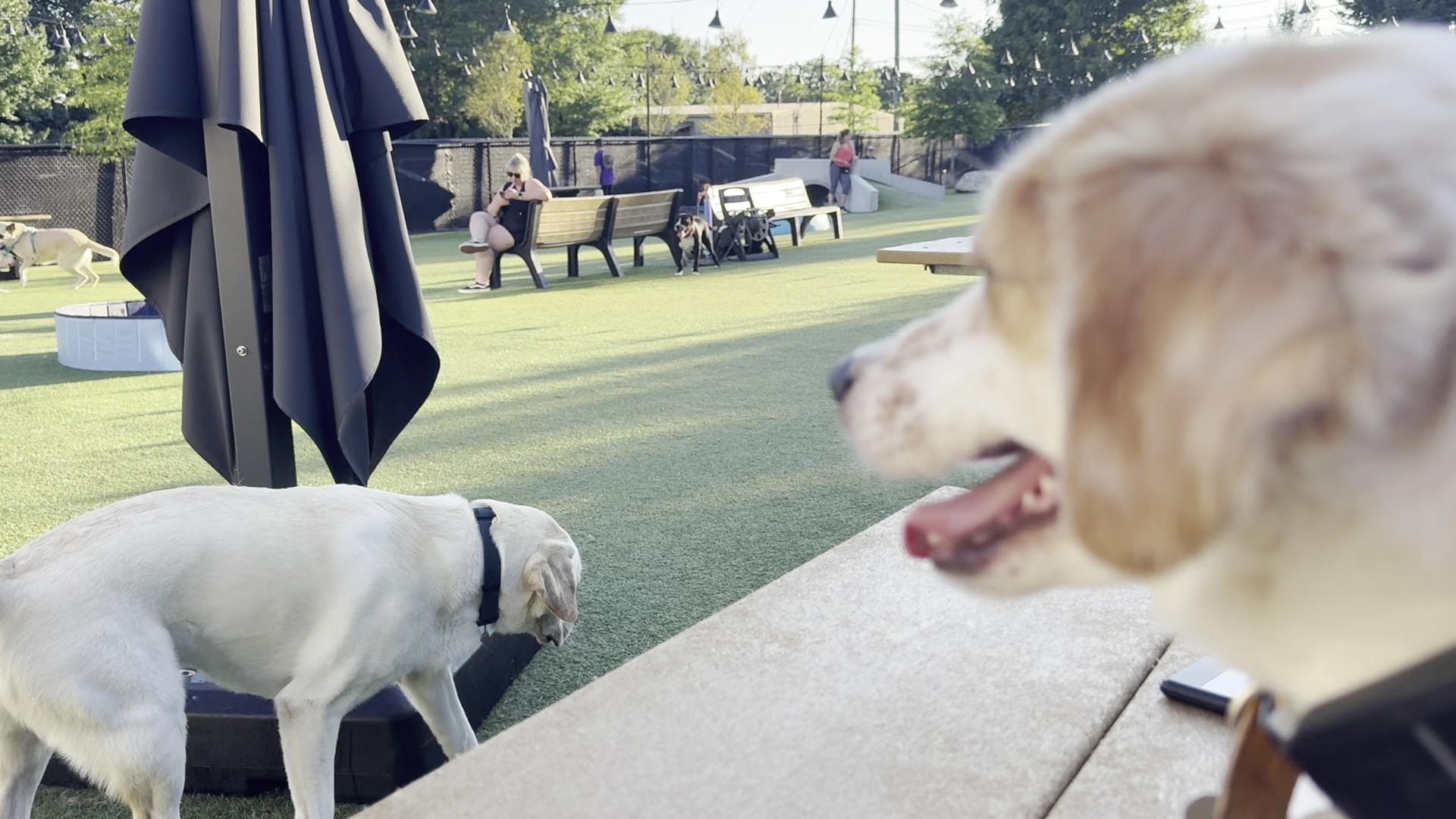 Skiptown - Atlanta, GA