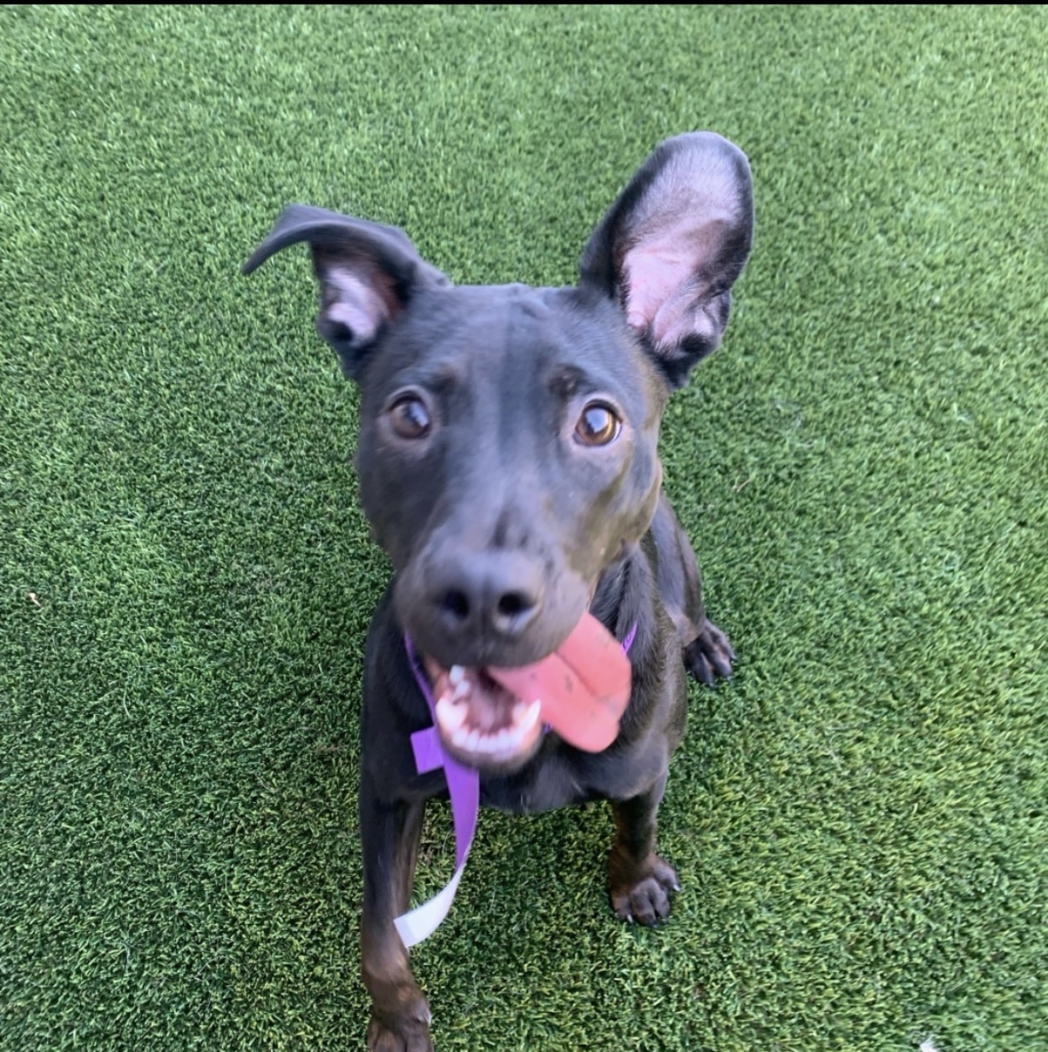 Skiptown - Atlanta, GA