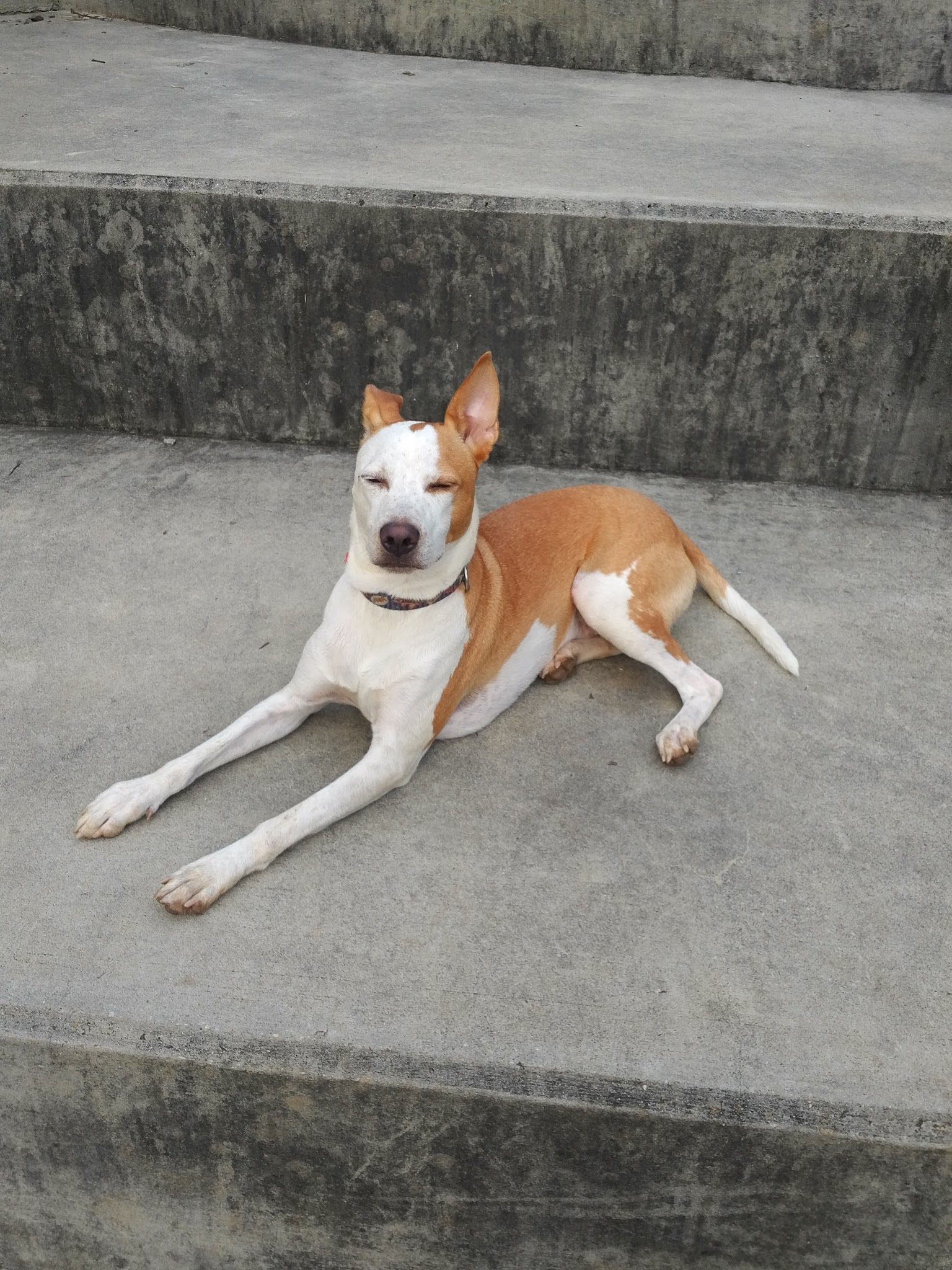 Tanyard Creek Greenspace - Atlanta, GA