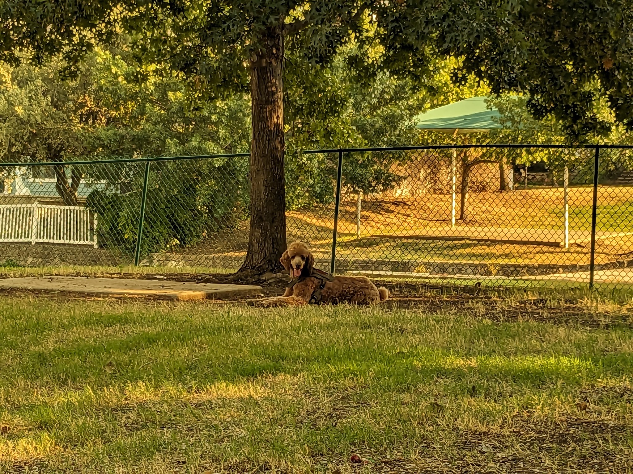 Four Paws Park - Aubrey, TX
