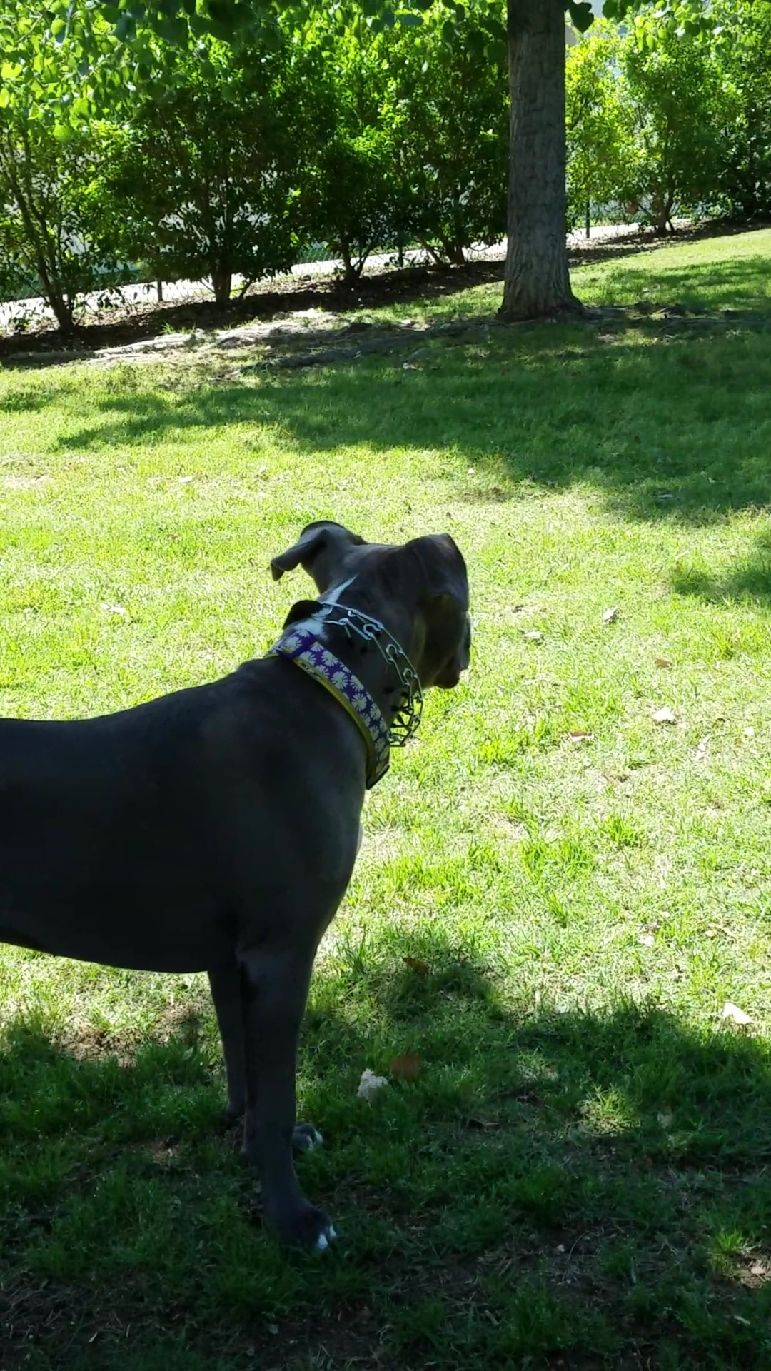 Four Paws Park - Aubrey, TX