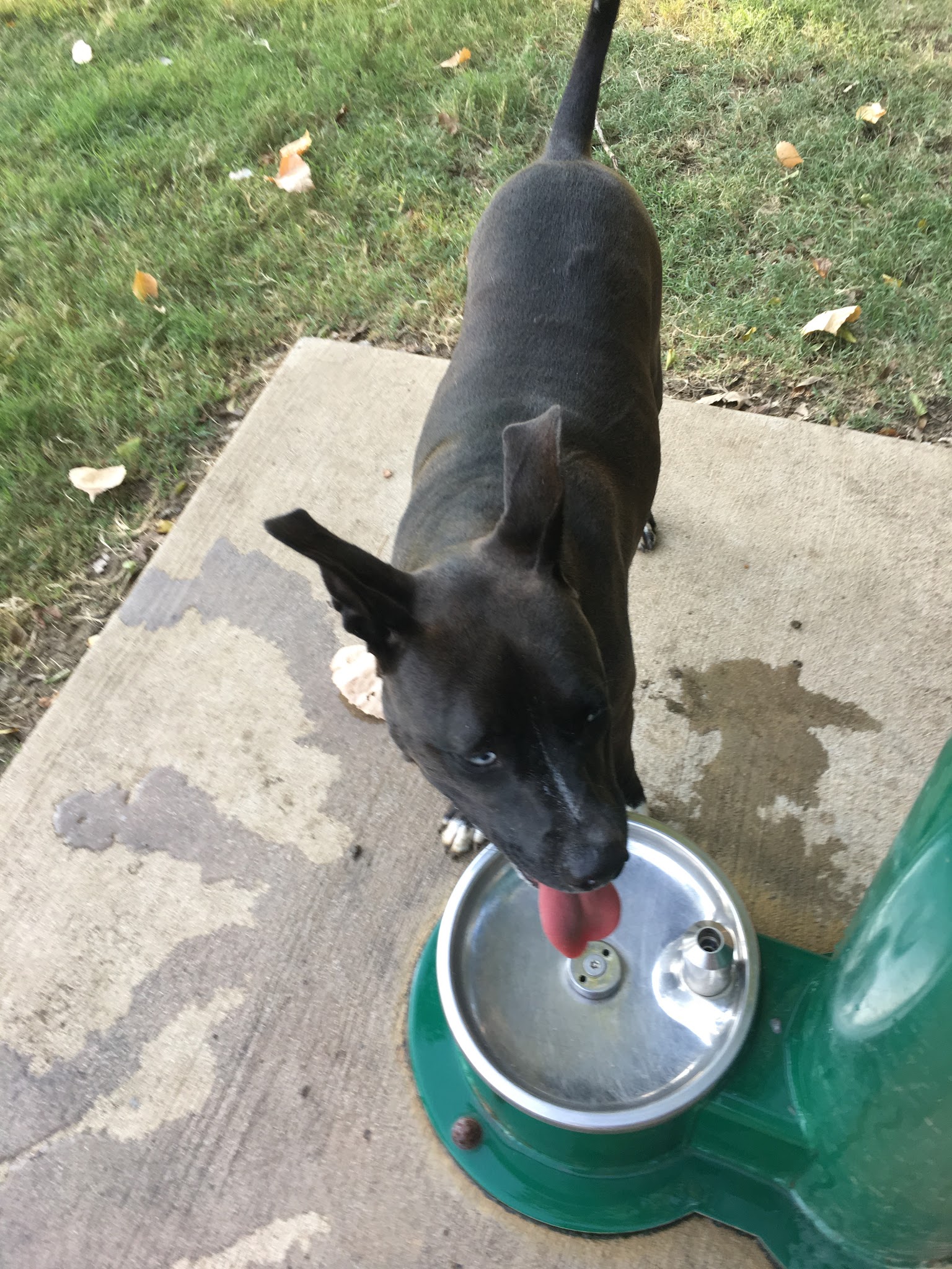 Four Paws Park - Aubrey, TX