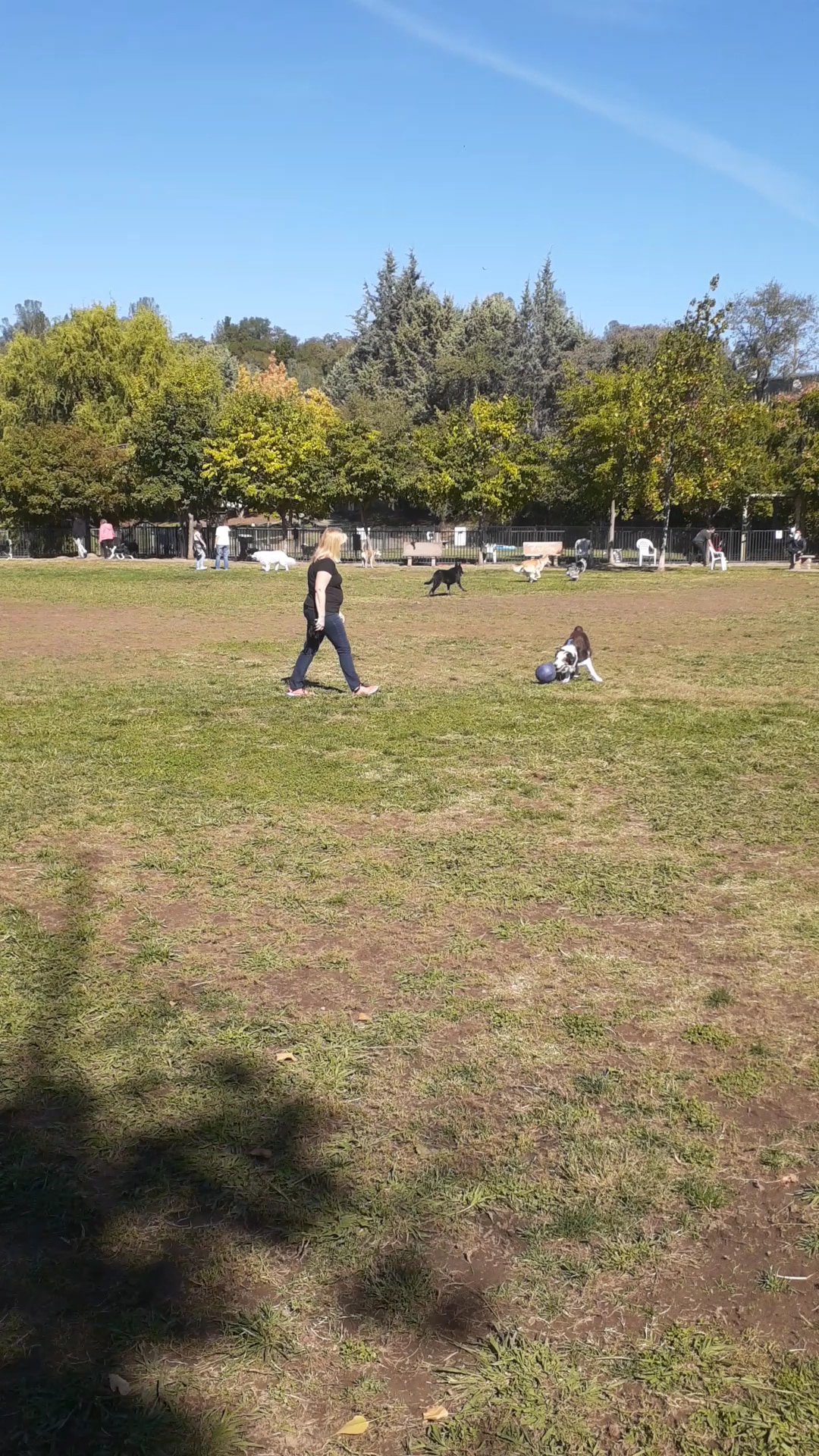 Ashley Off Leash Dog Park - Auburn, CA