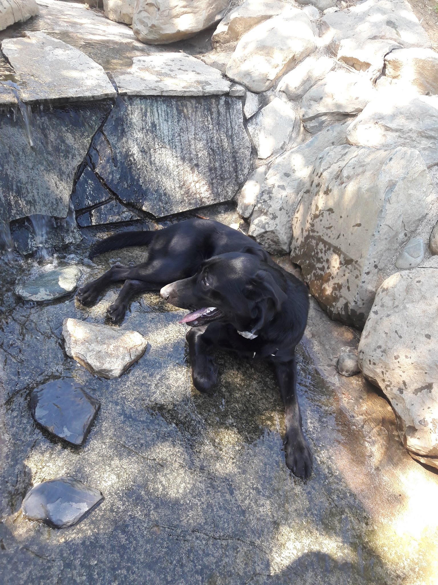 Ashley Off Leash Dog Park - Auburn, CA