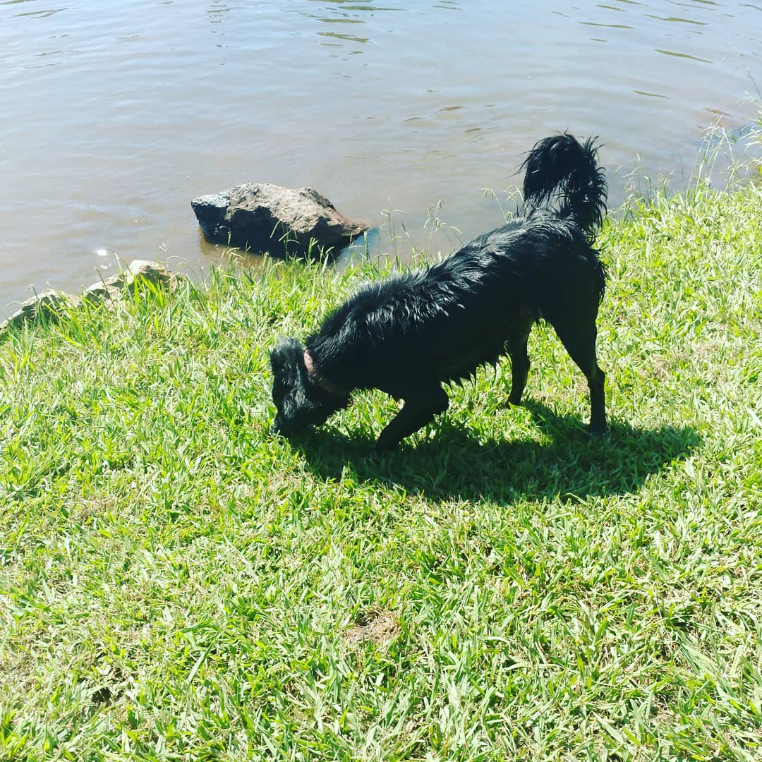 LOP Dog Park - Private to LOP Residents - Auburn, CA