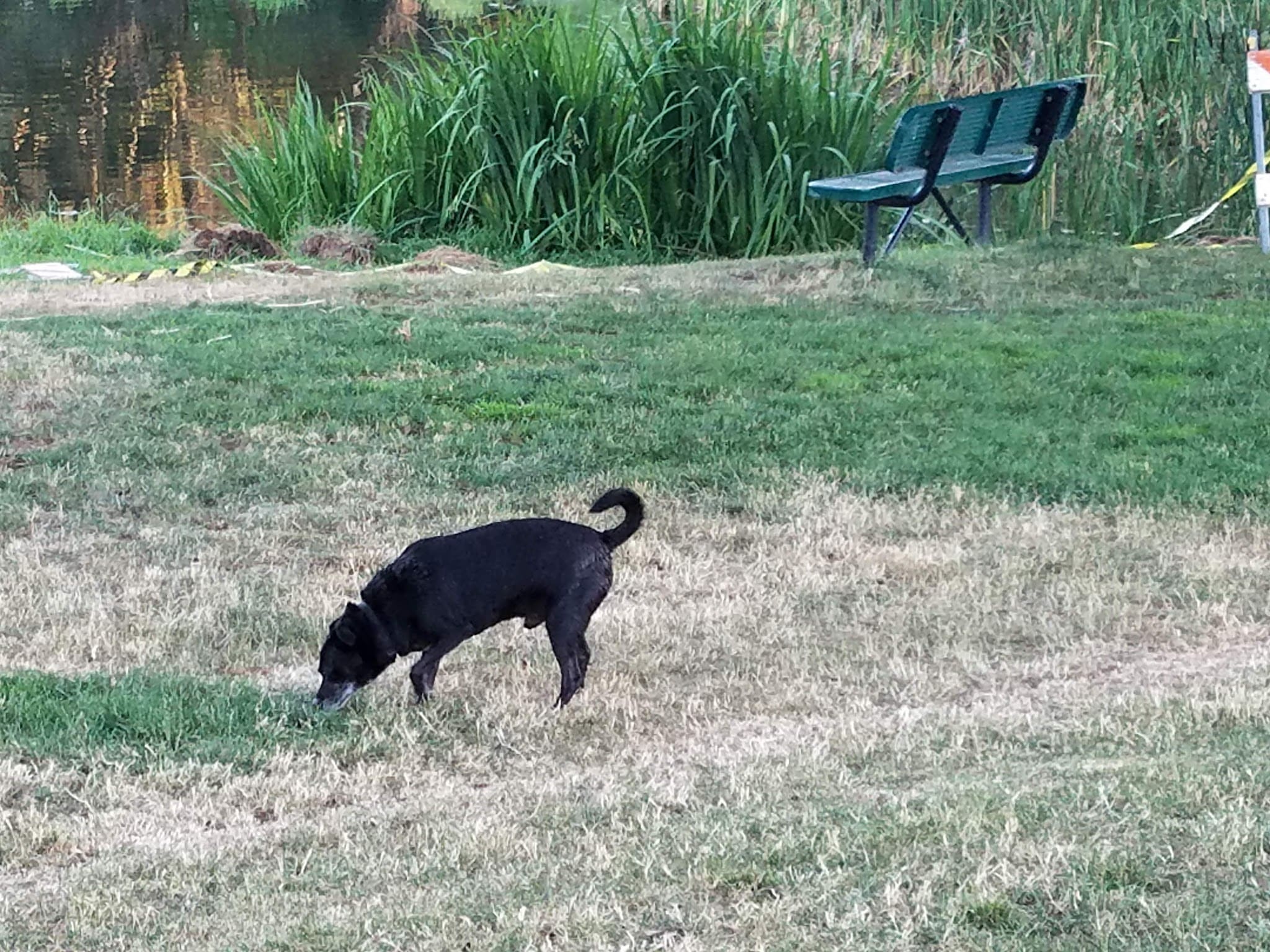 LOP Dog Park - Private to LOP Residents - Auburn, CA