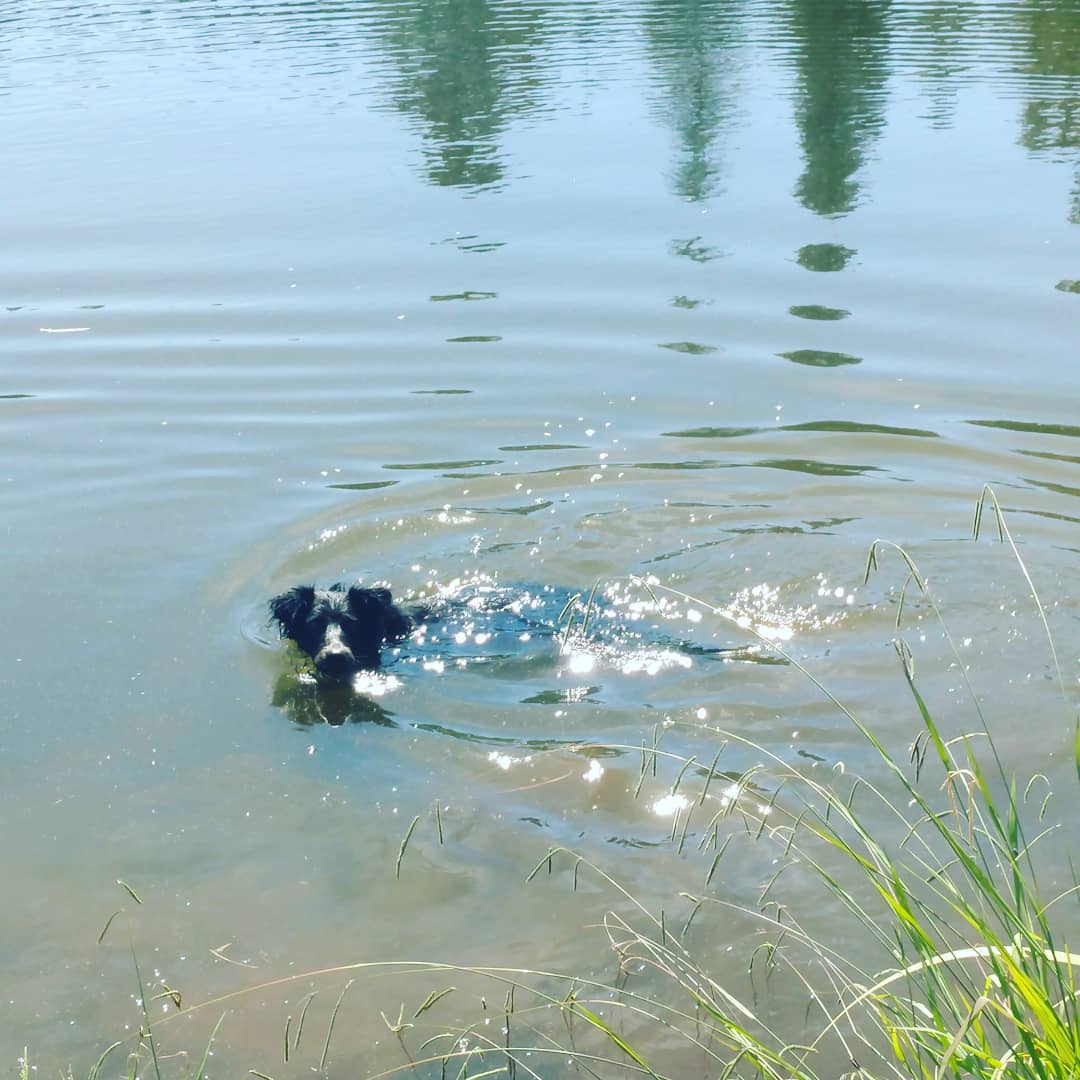 LOP Dog Park - Private to LOP Residents - Auburn, CA