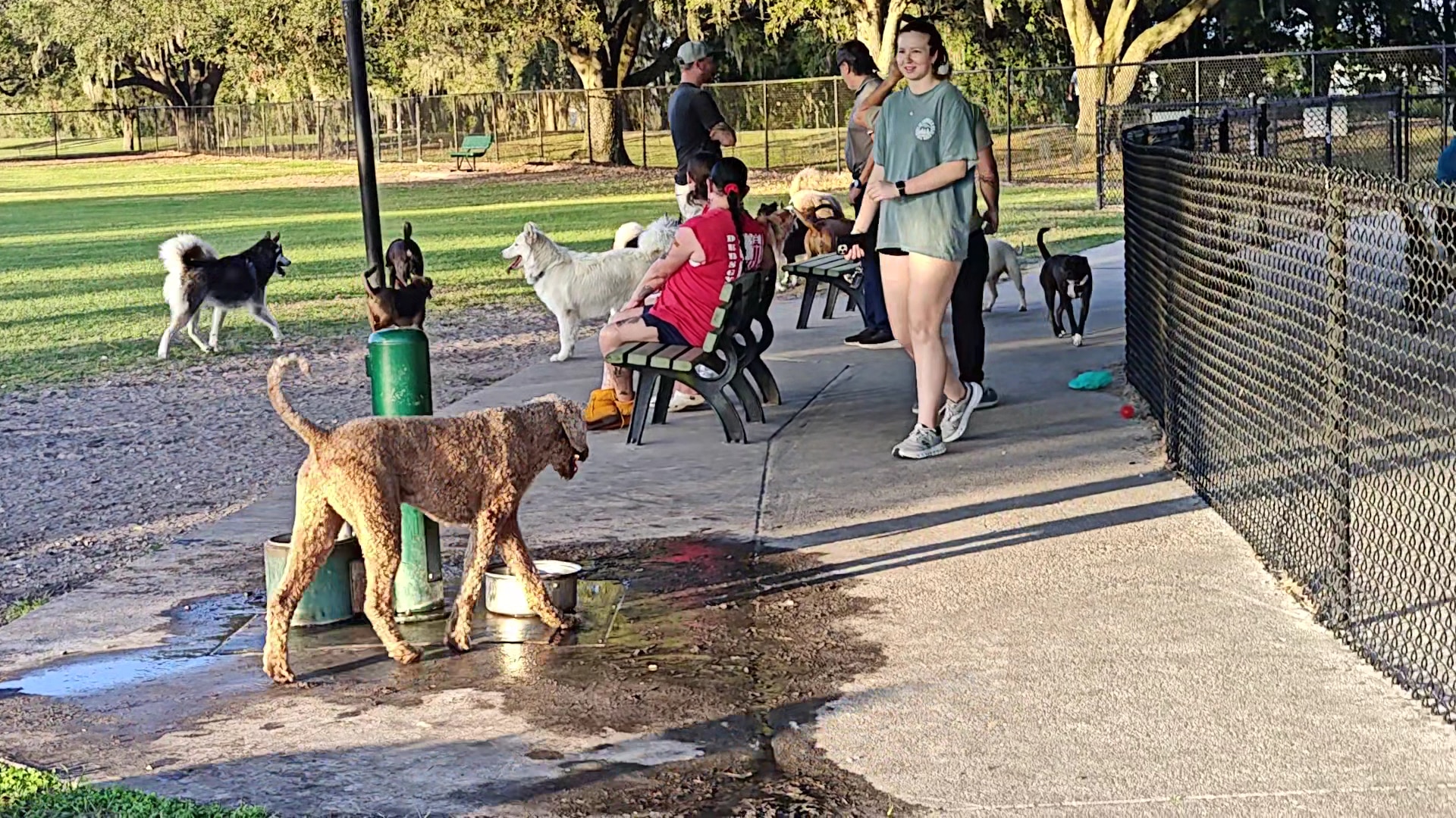 Auburndale Dog Park - Auburndale, FL
