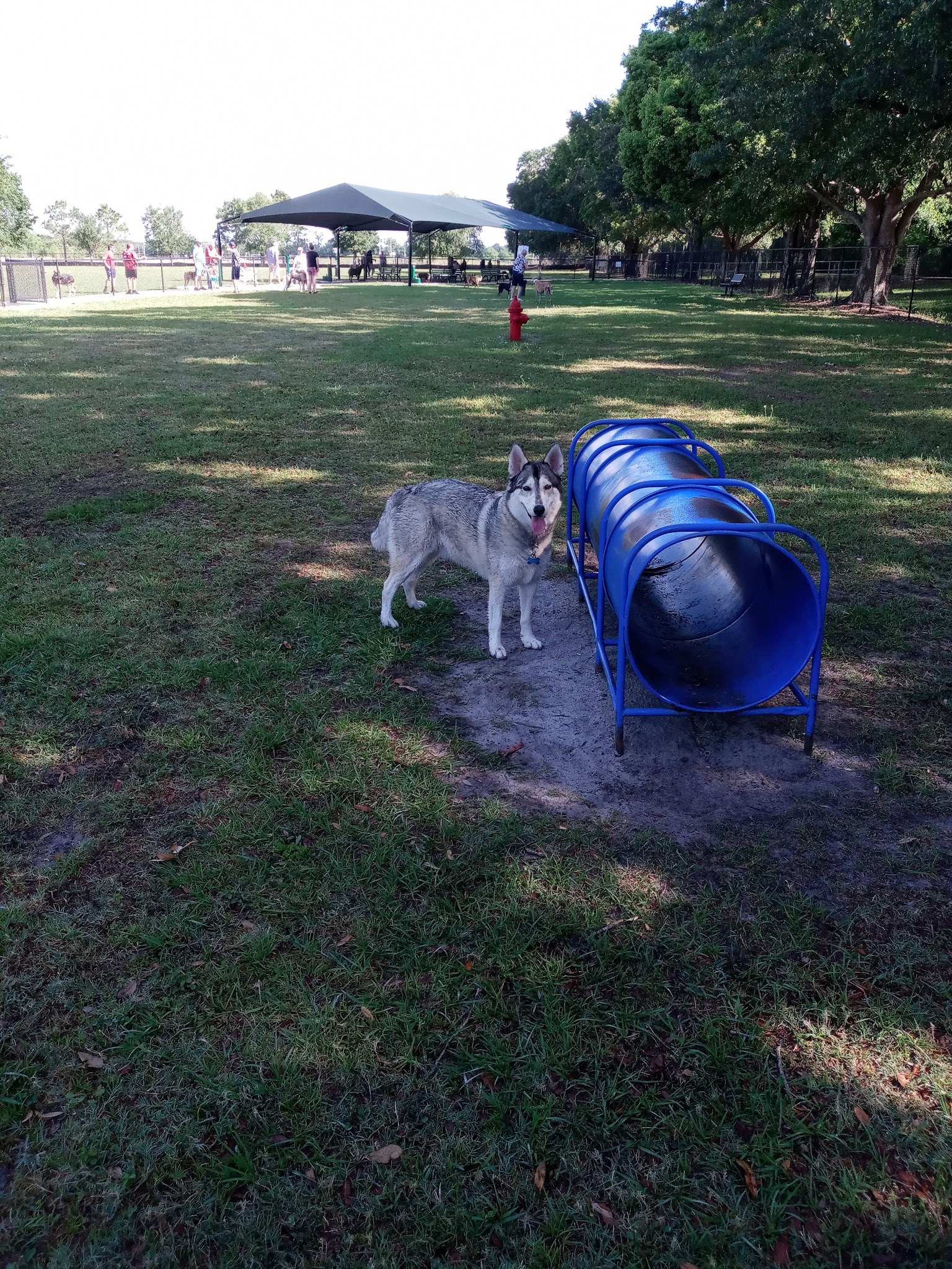 Auburndale Dog Park - Auburndale, FL