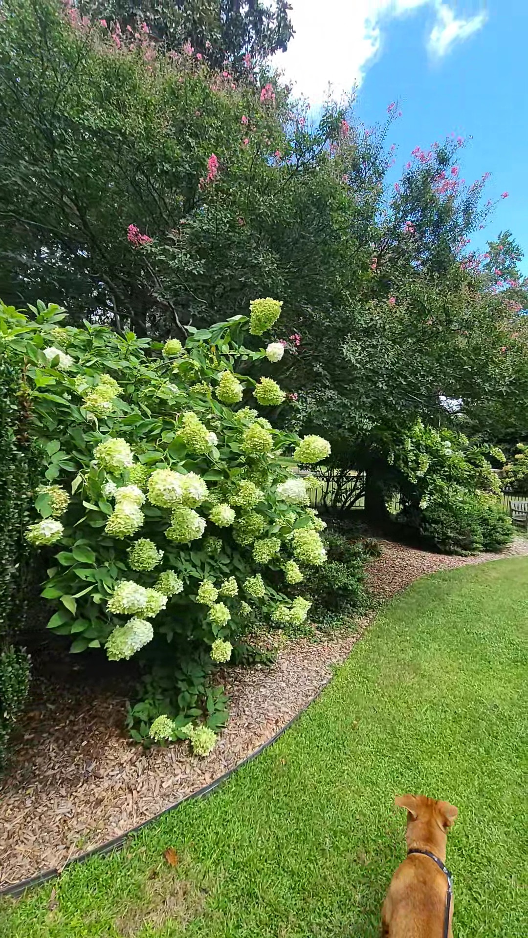 Pendleton King Park - Dog Park - Augusta, GA