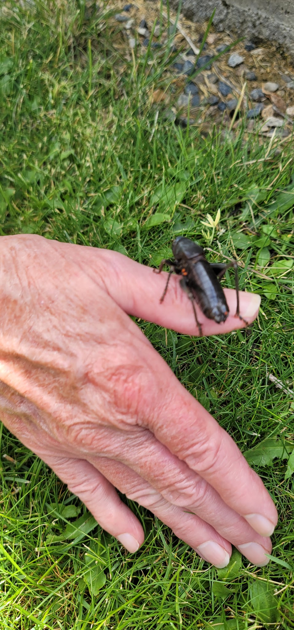 Bert T Gandolfo Park - Austin, NV