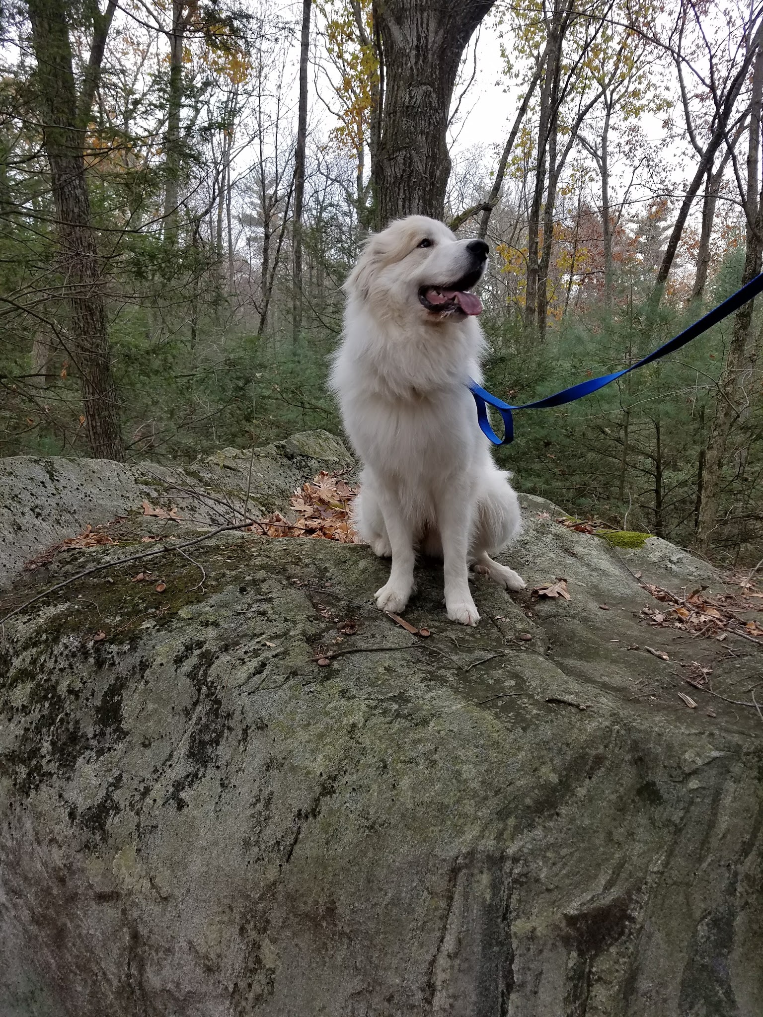 Found Land Park - Avon, CT