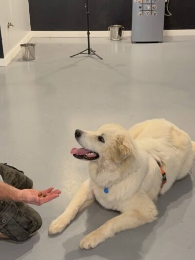 Alpha Love Dog Training - Aylett, VA