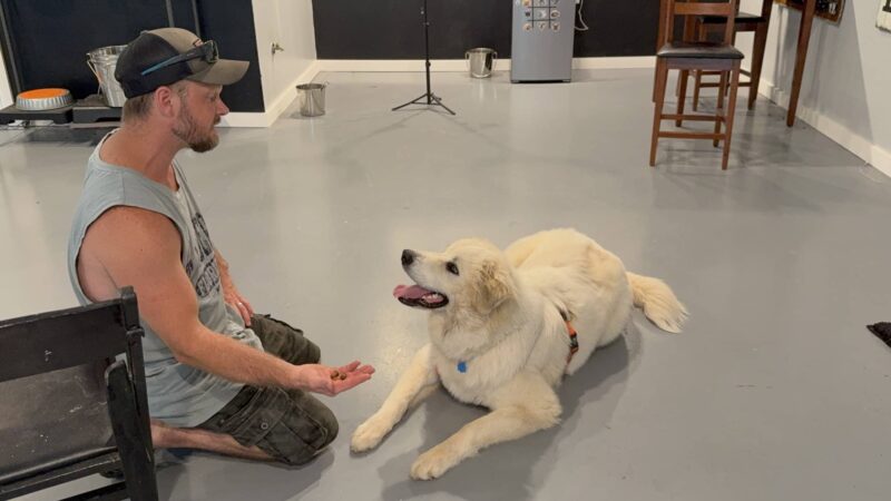 Alpha Love Dog Training - Aylett, VA