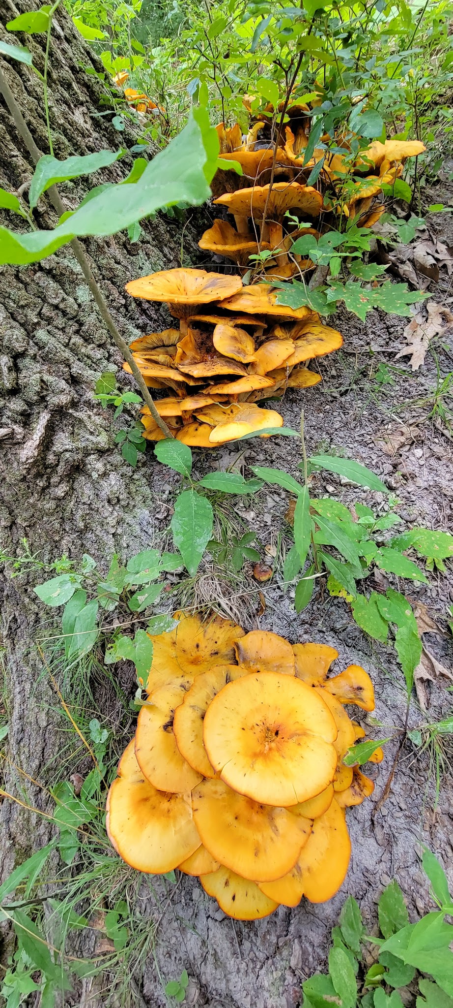 Economy Park - Baden, PA