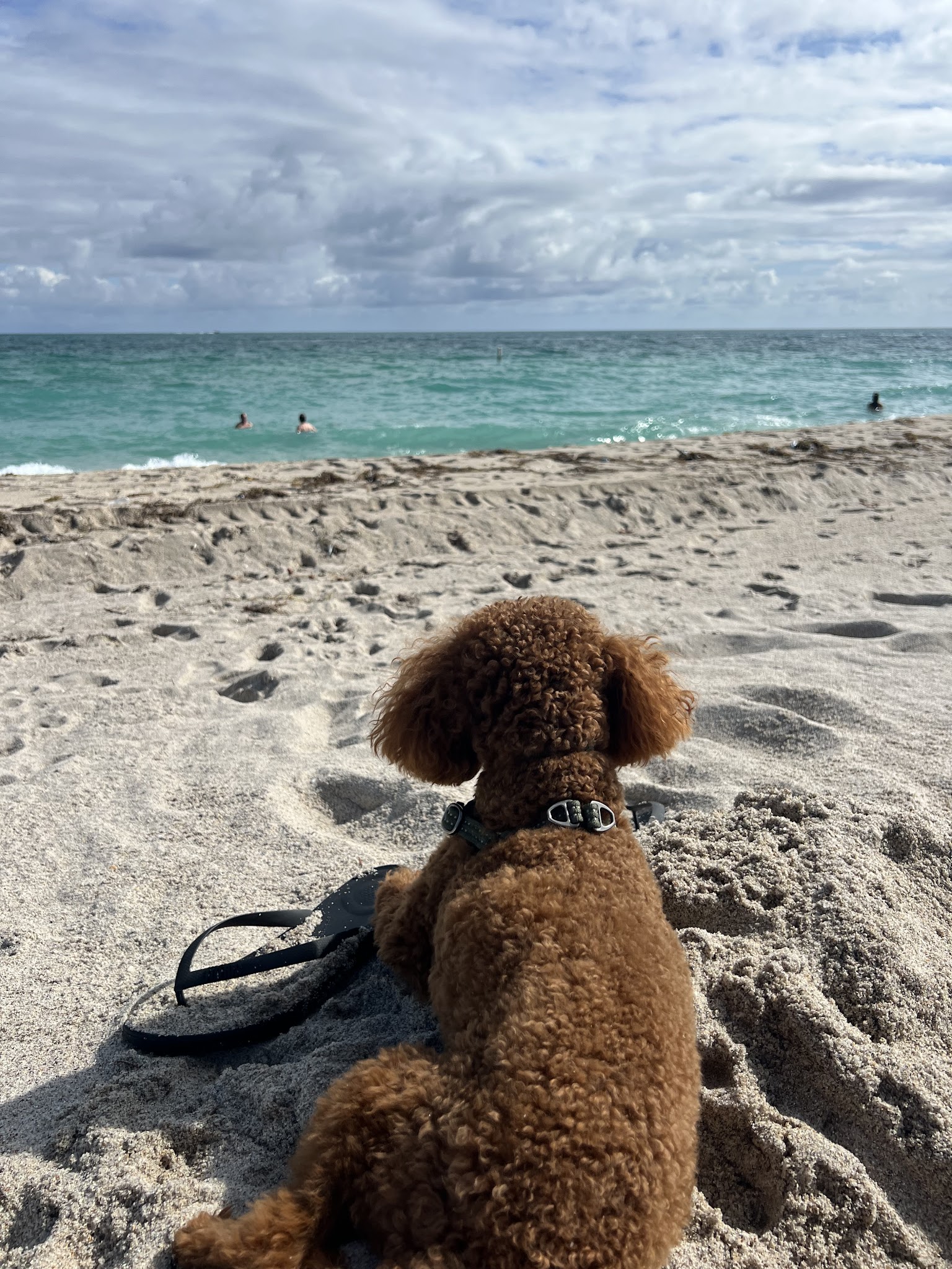Haulover Dog Beach - Bal Harbour, FL