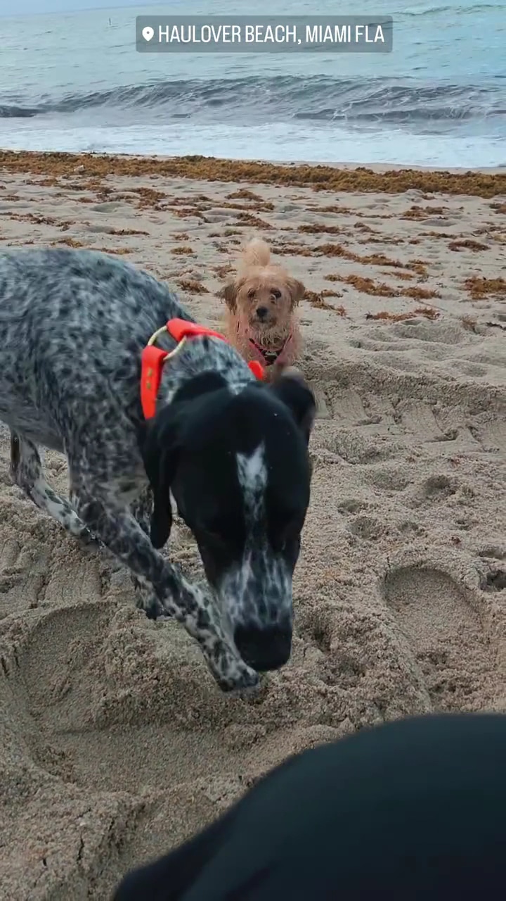 Haulover Dog Beach - Bal Harbour, FL