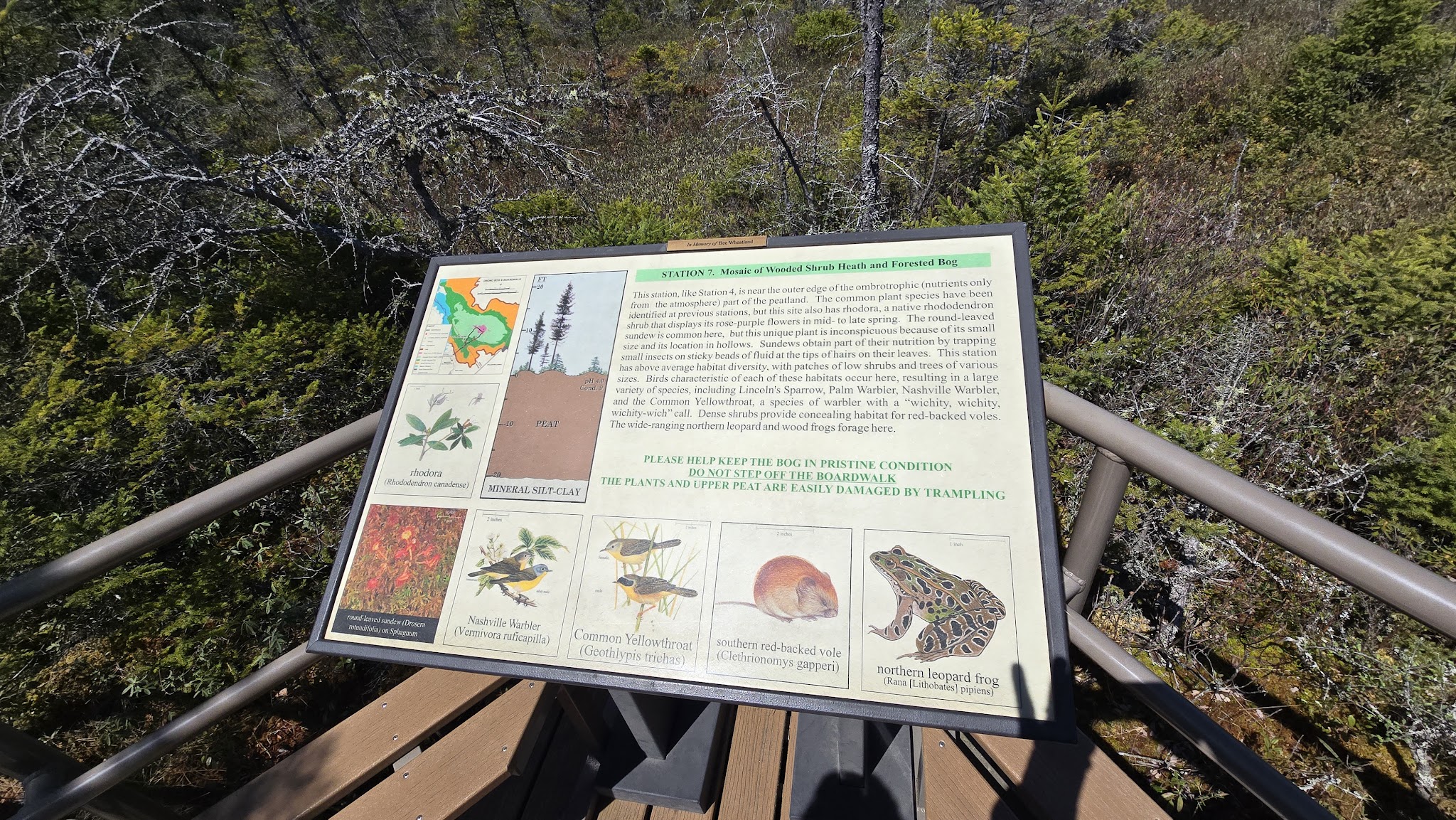 Orono Bog Boardwalk - Bangor, ME