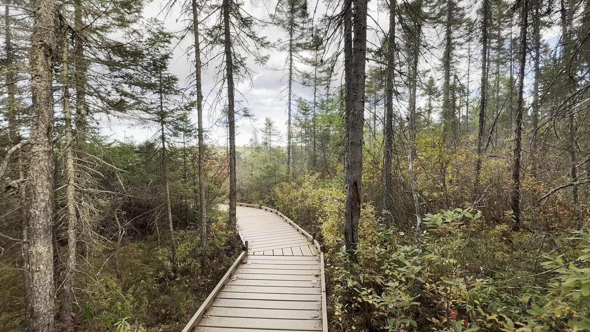 Orono Bog Boardwalk - Bangor, ME