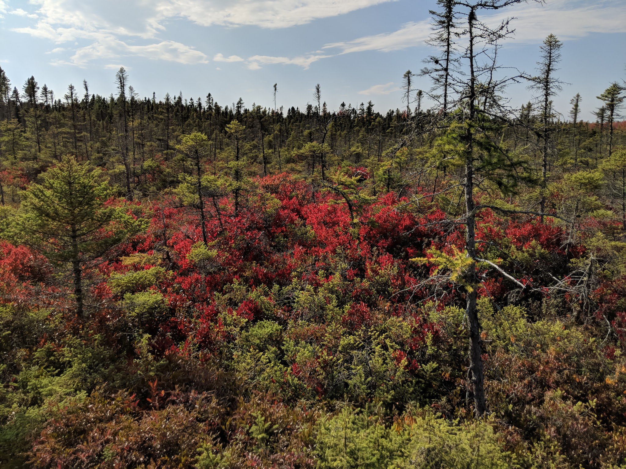 Orono Bog Boardwalk - Bangor, ME