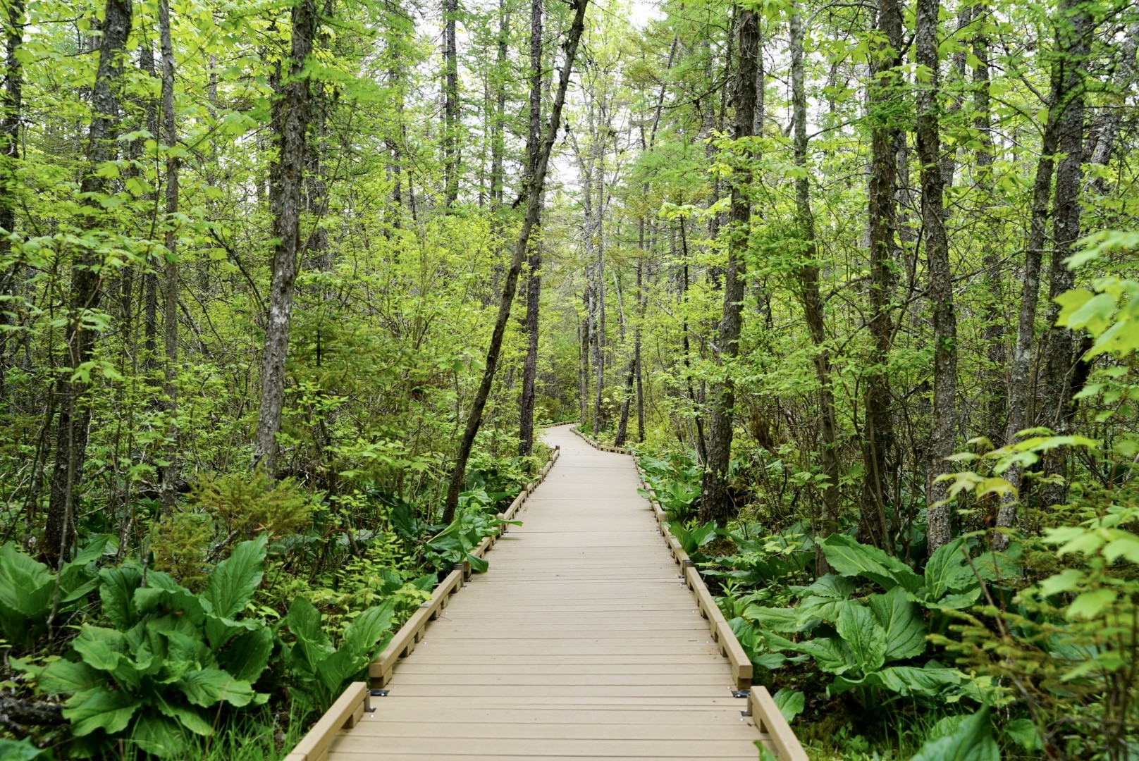 Orono Bog Boardwalk - Bangor, ME