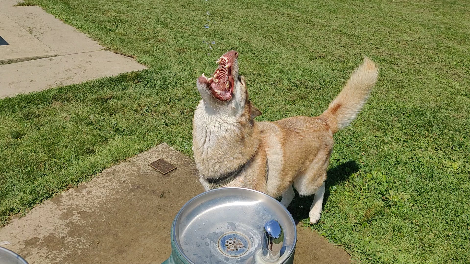 Liston Dog Park - Baraboo, WI