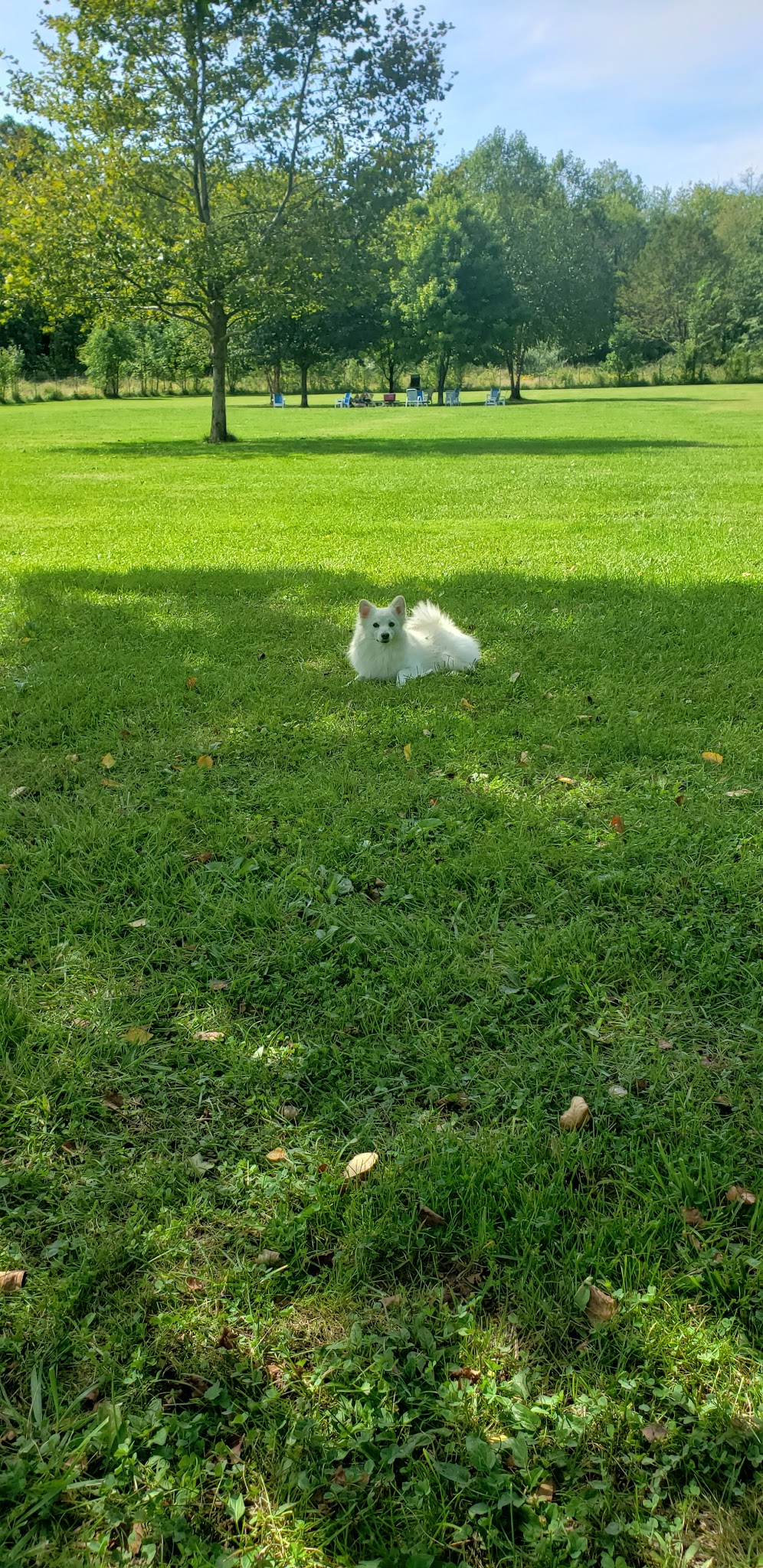 Bernards Twp Dog Run Park - Basking Ridge, NJ