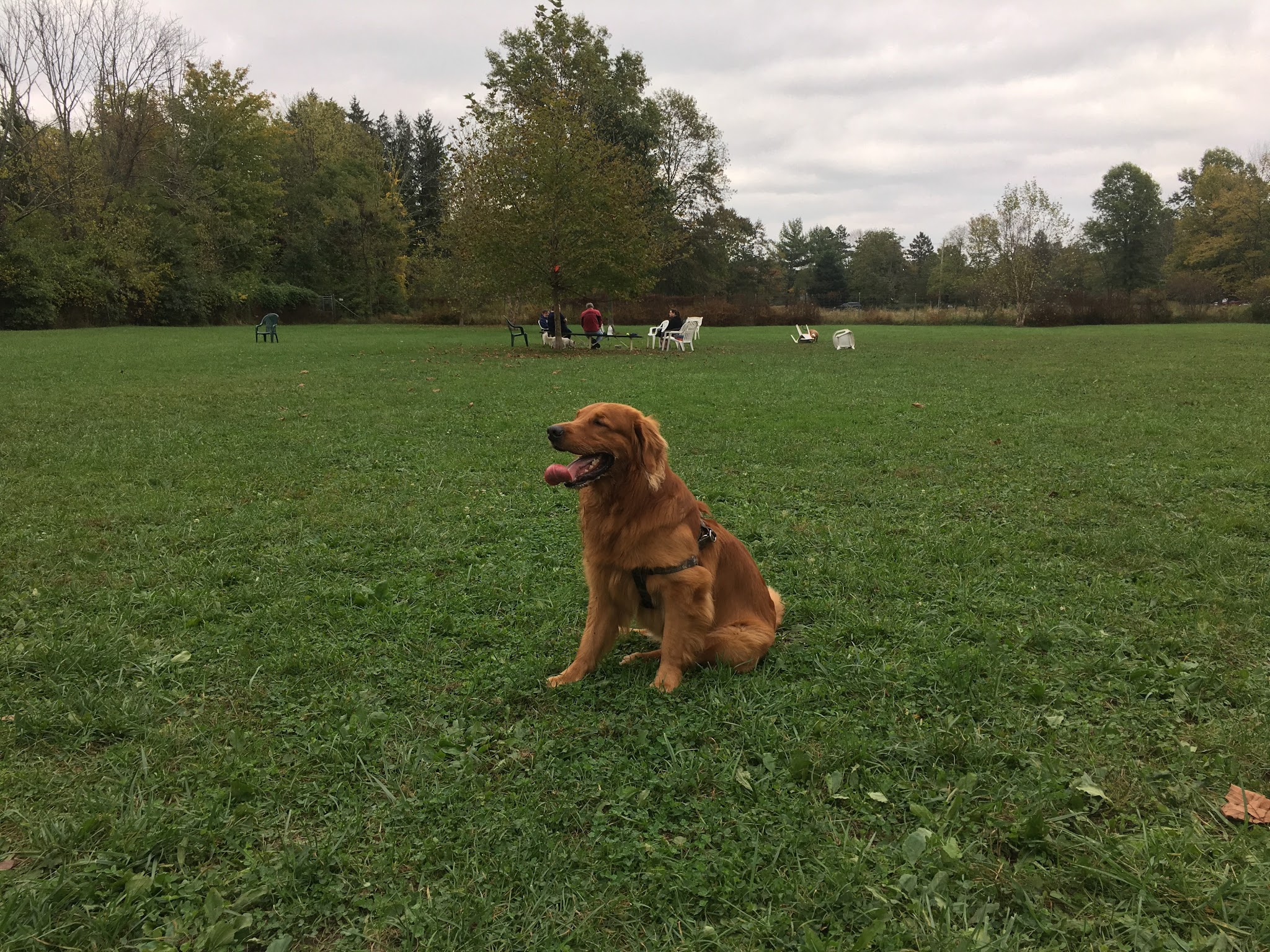 Bernards Twp Dog Run Park - Basking Ridge, NJ