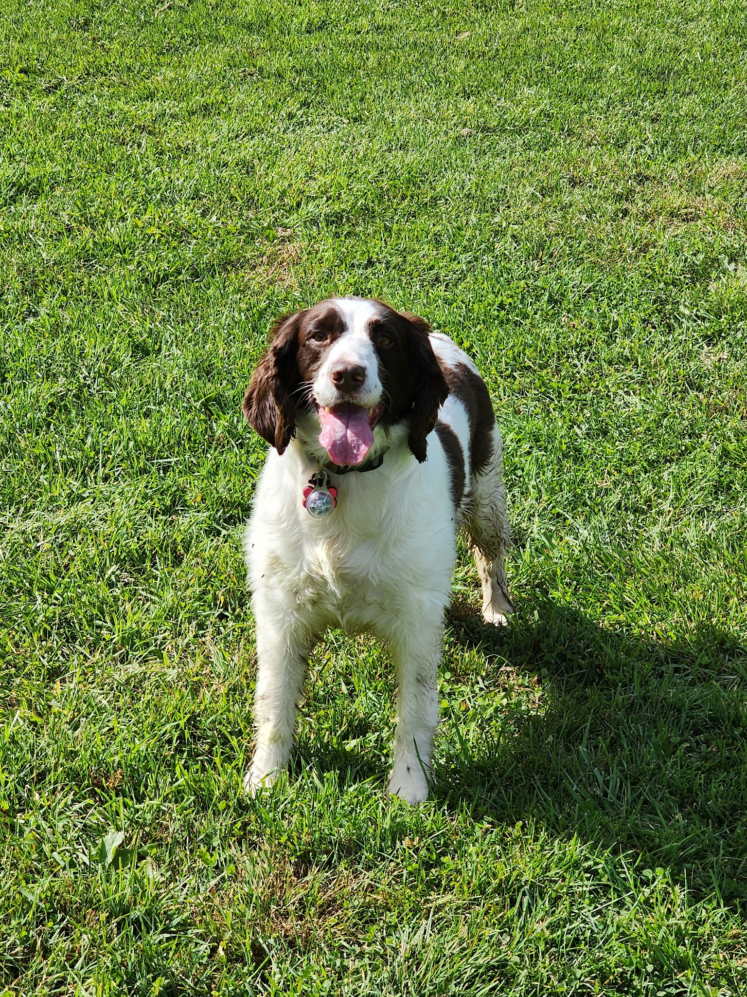 Bernards Twp Dog Run Park - Basking Ridge, NJ