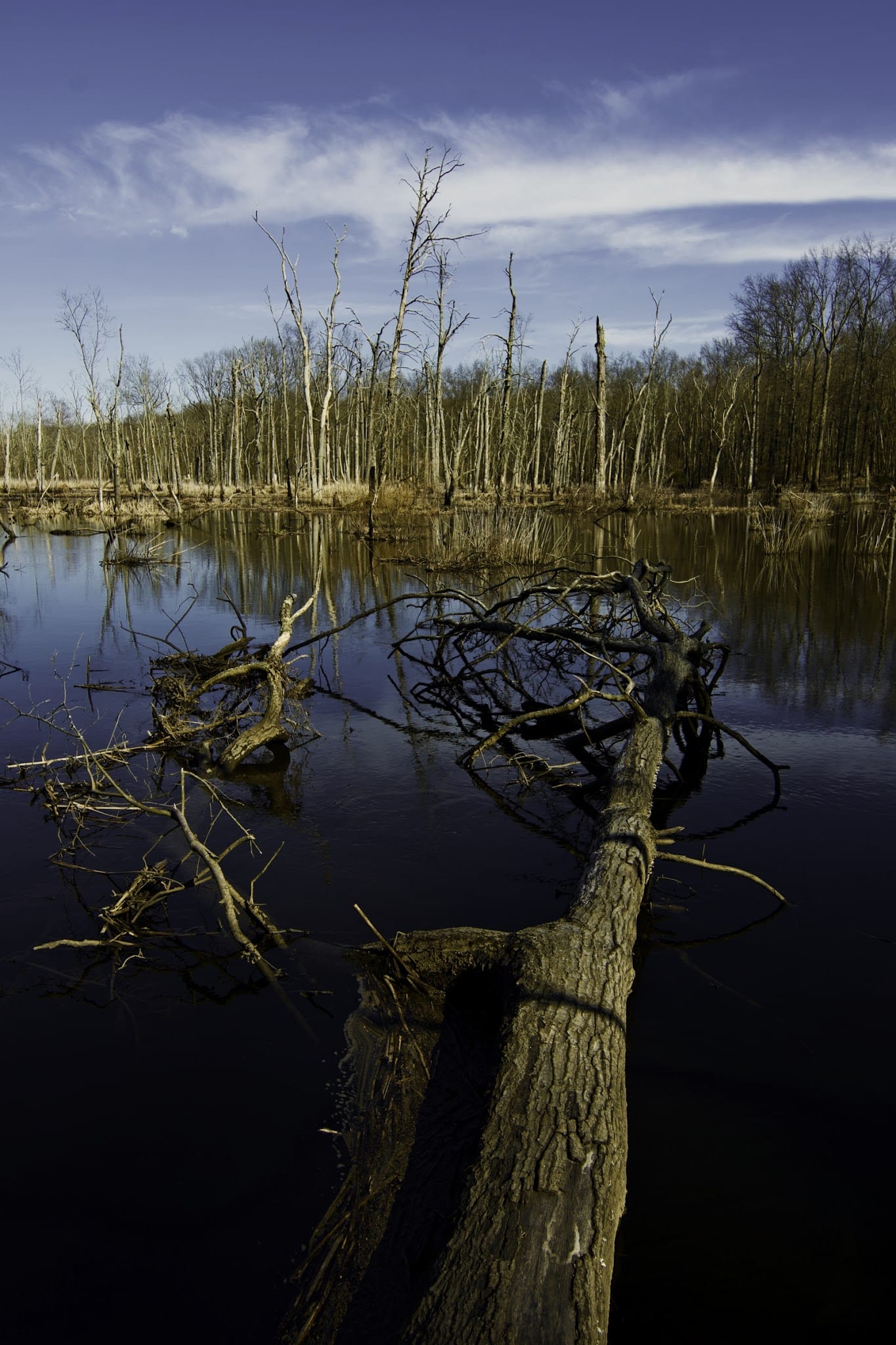 Great Swamp National Wildlife Refuge - Basking Ridge, NJ