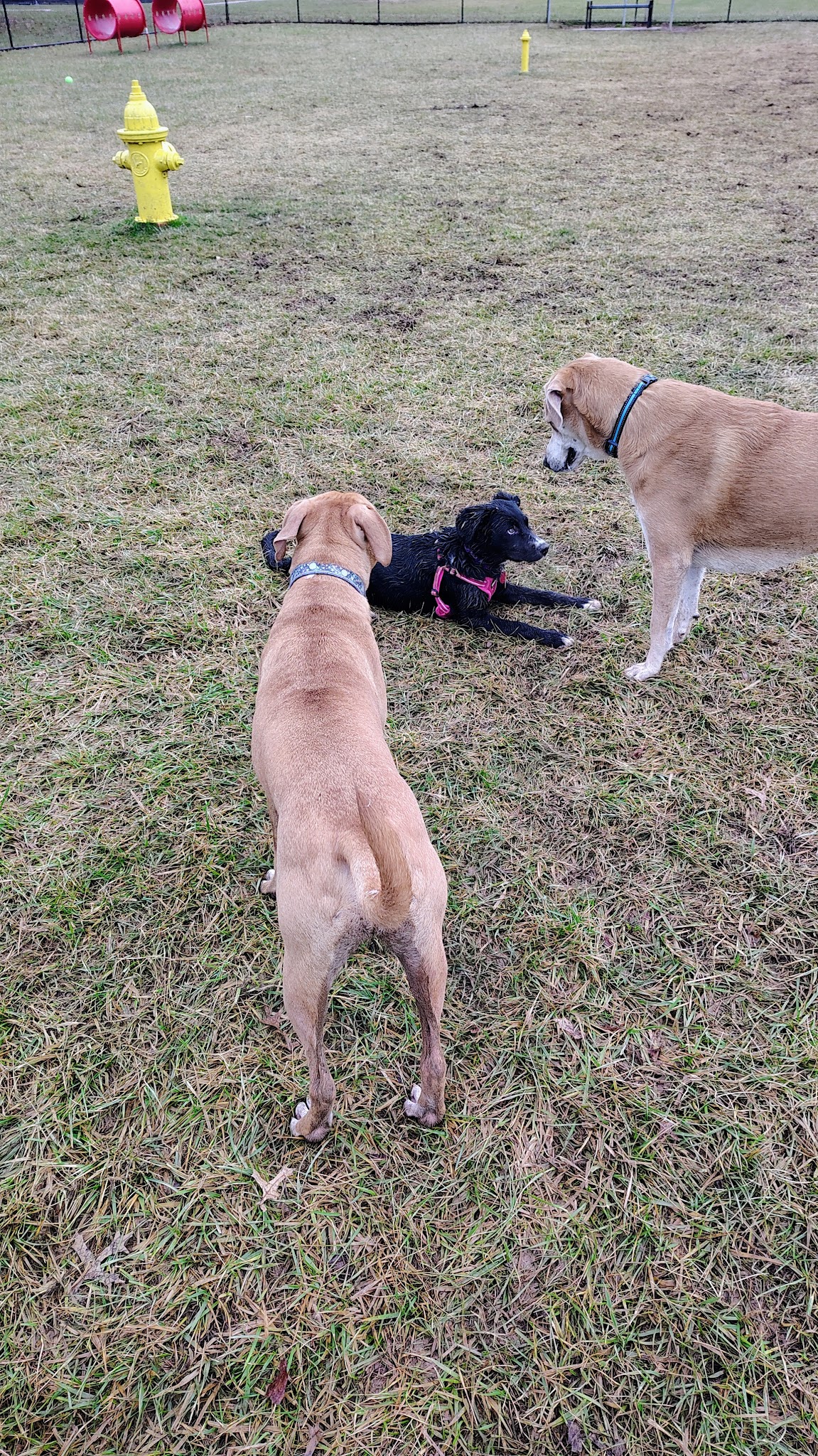 David J Stricker Dog Park - Batavia, OH