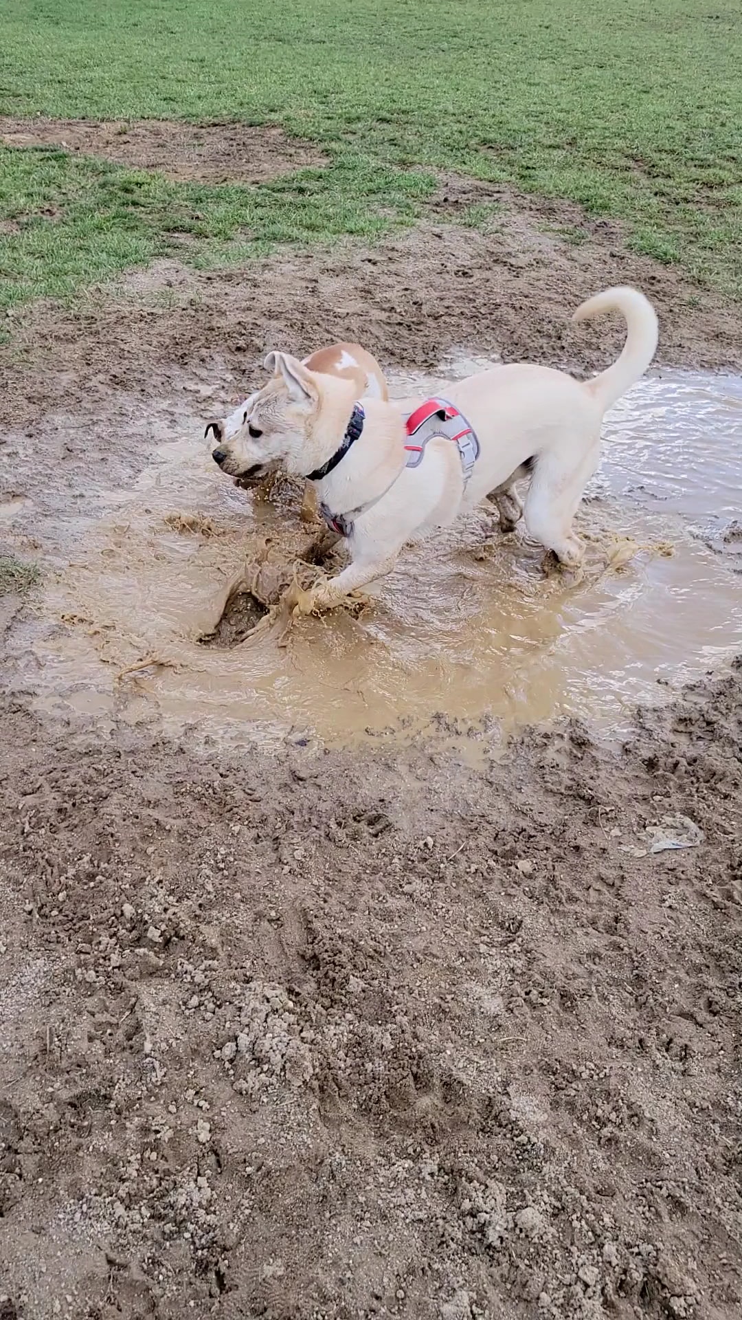 David J Stricker Dog Park - Batavia, OH