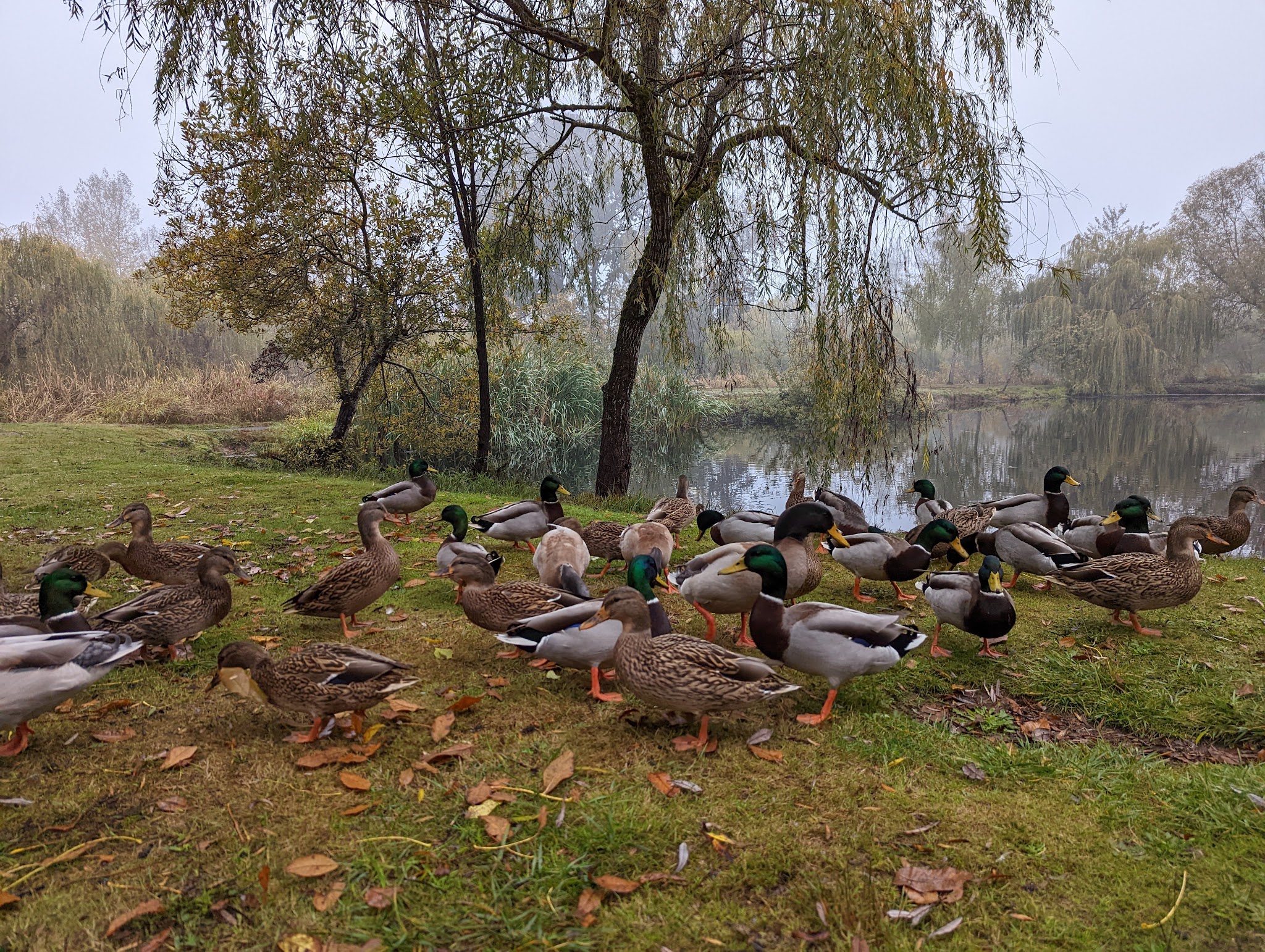 Marshall Community Park - Battle Ground, WA