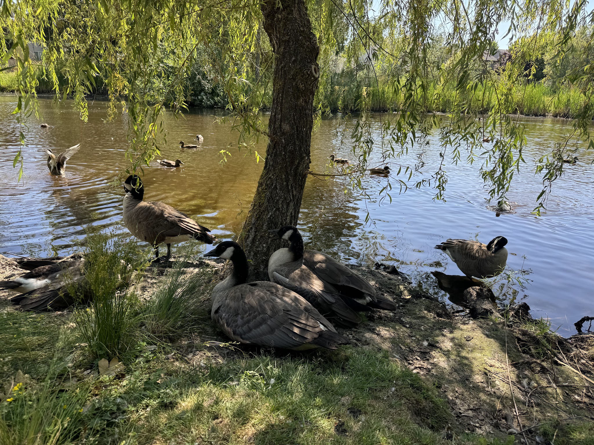 Marshall Community Park - Battle Ground, WA