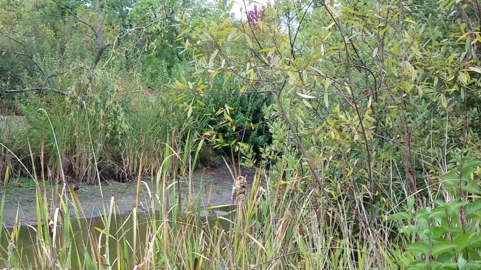 Marshall Community Park - Battle Ground, WA