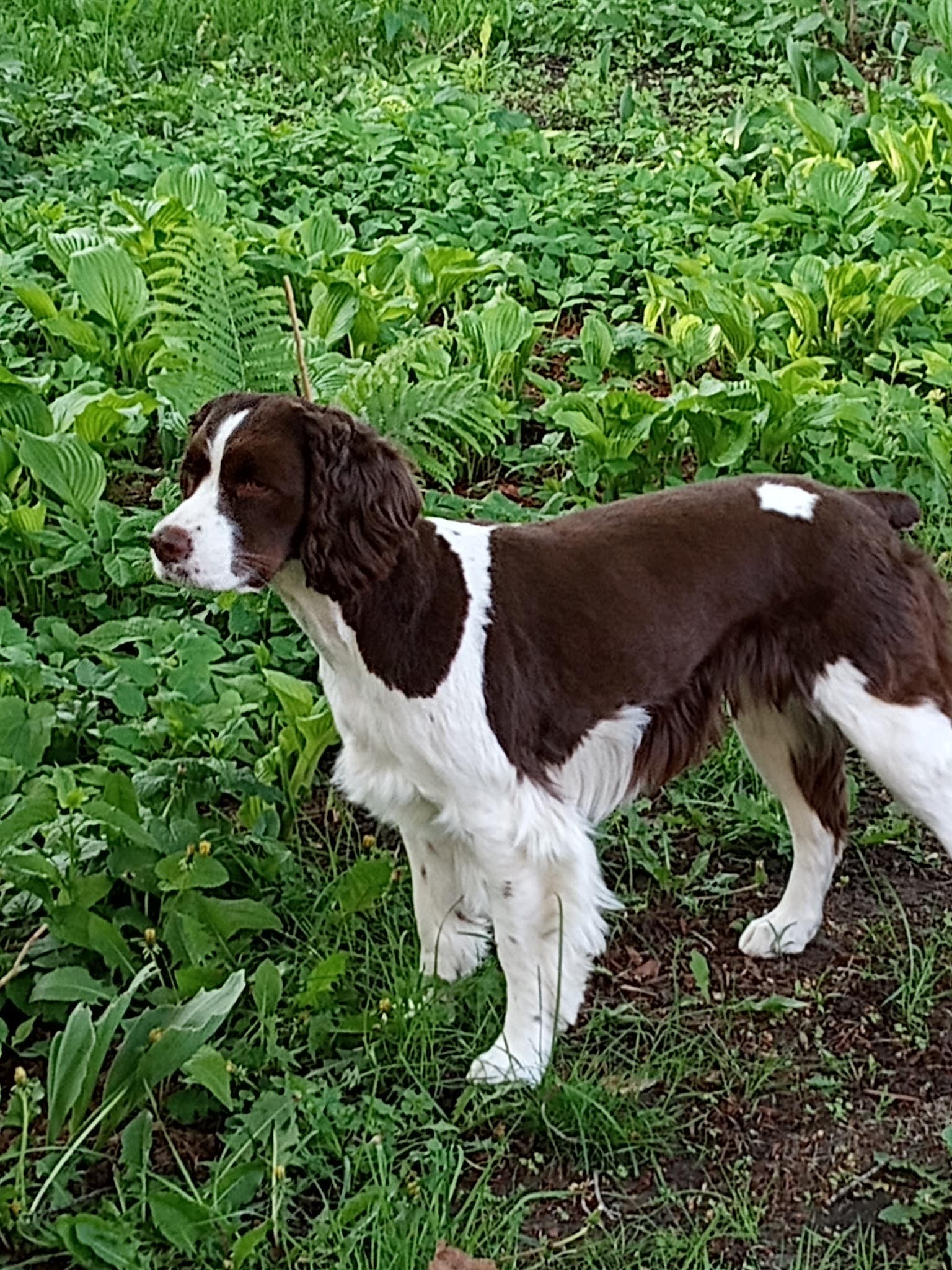 Prairie Peak Kennels - Battle Lake, MN