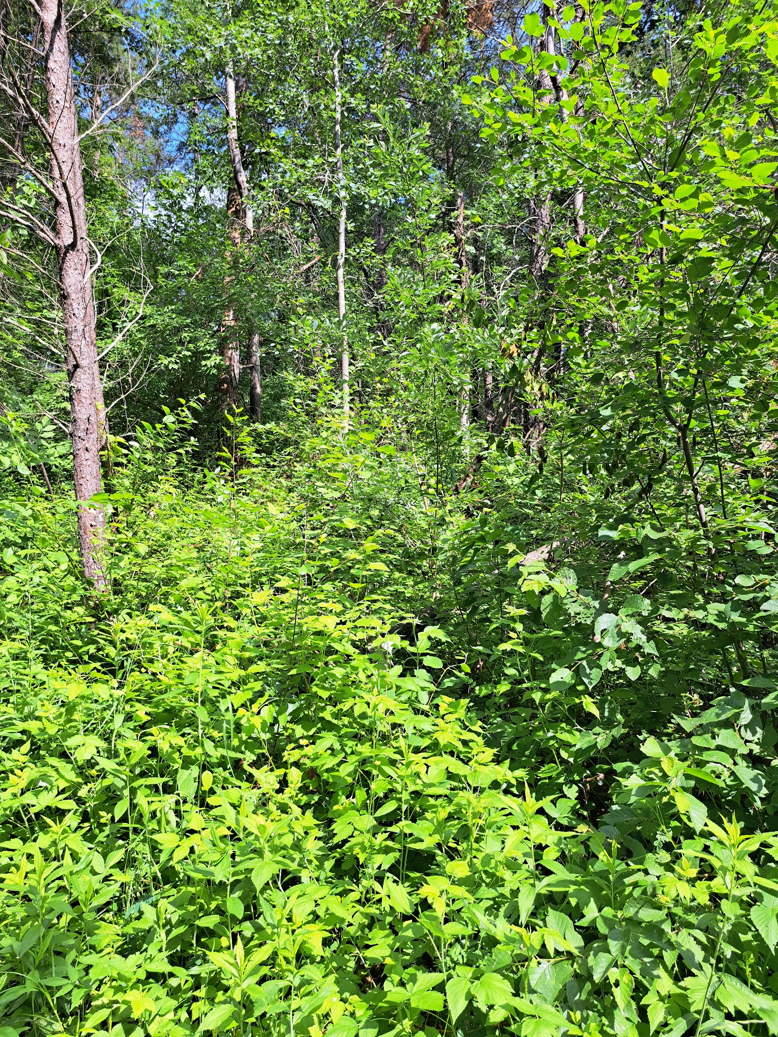 Paul Bunyan State Trail - Baxter Trailhead Parking - Baxter, MN