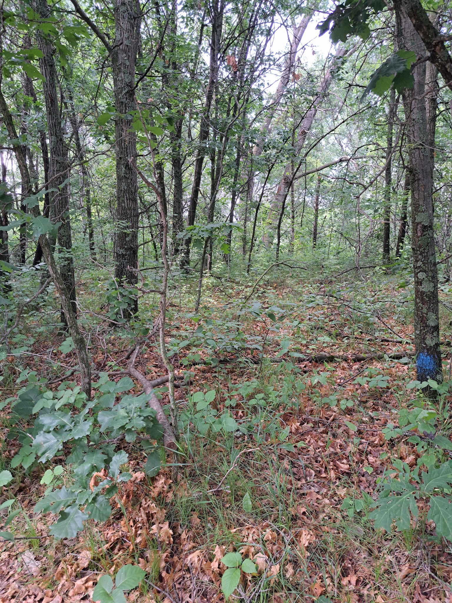 Paul Bunyan State Trail - Baxter Trailhead Parking - Baxter, MN
