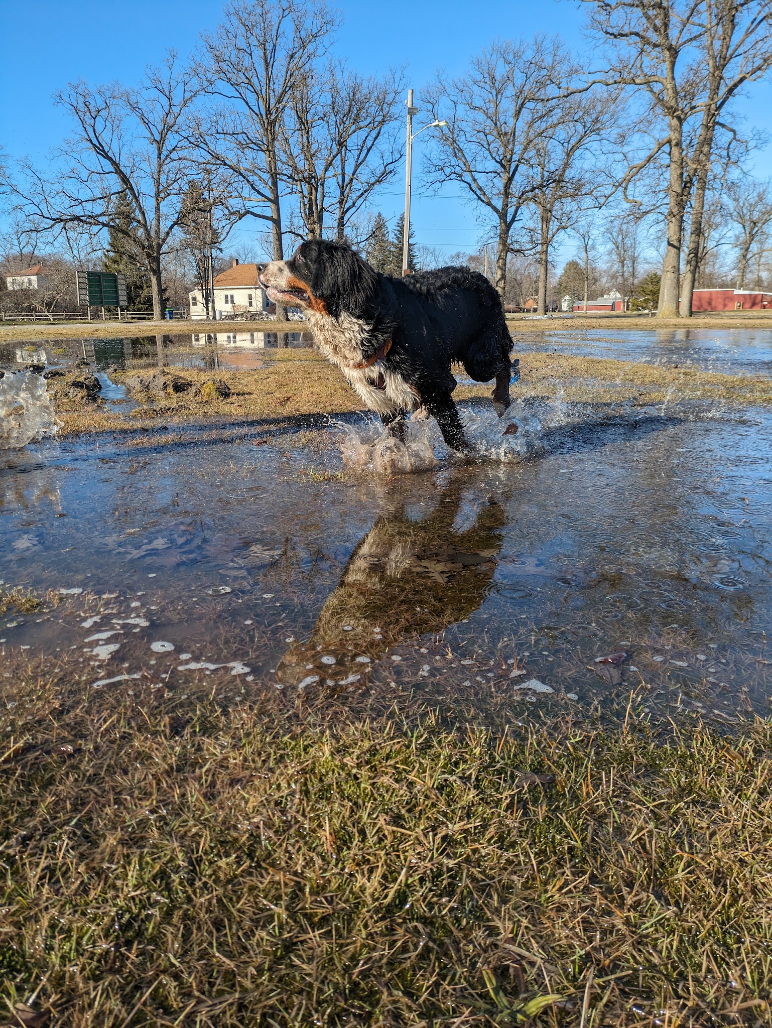 Bay County Dog Park - Bay City, MI