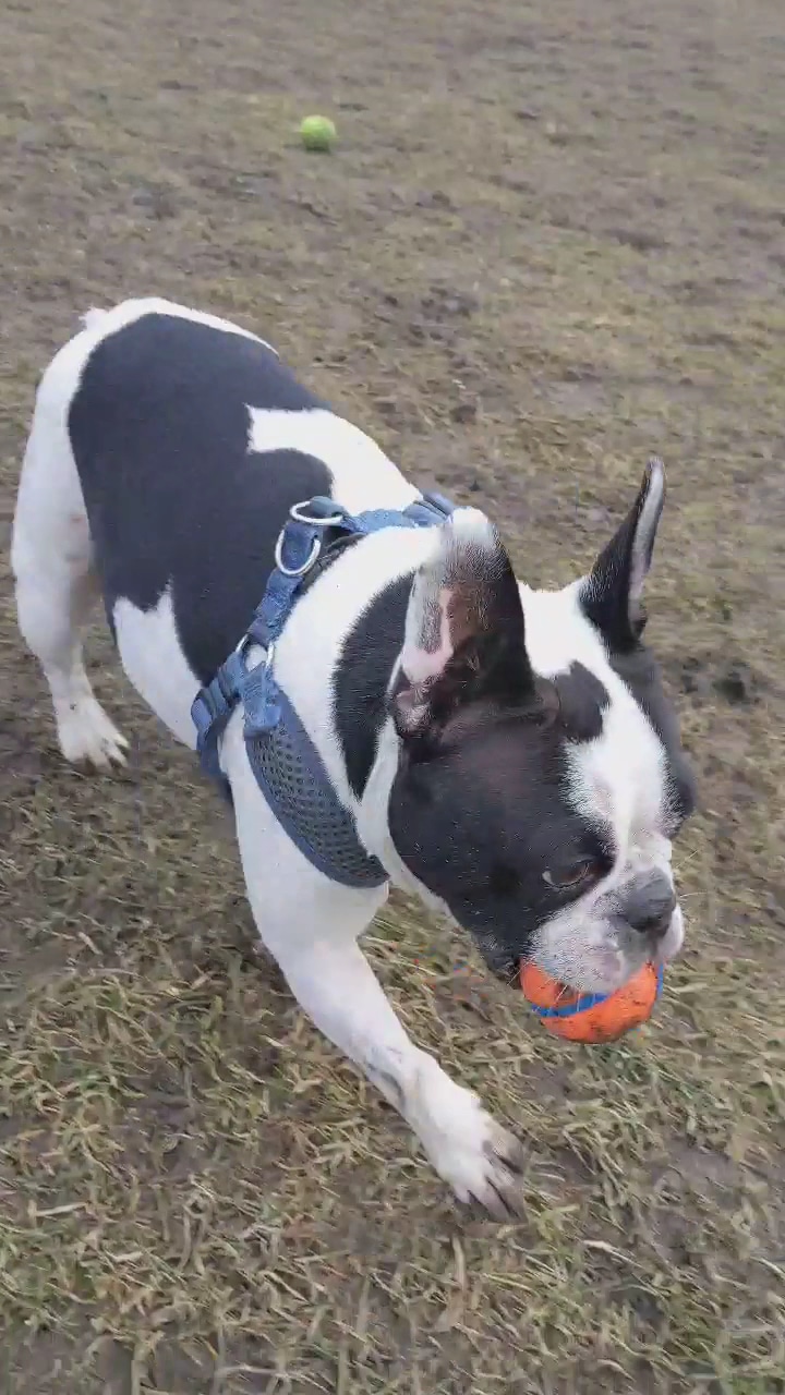 Bay County Dog Park - Bay City, MI