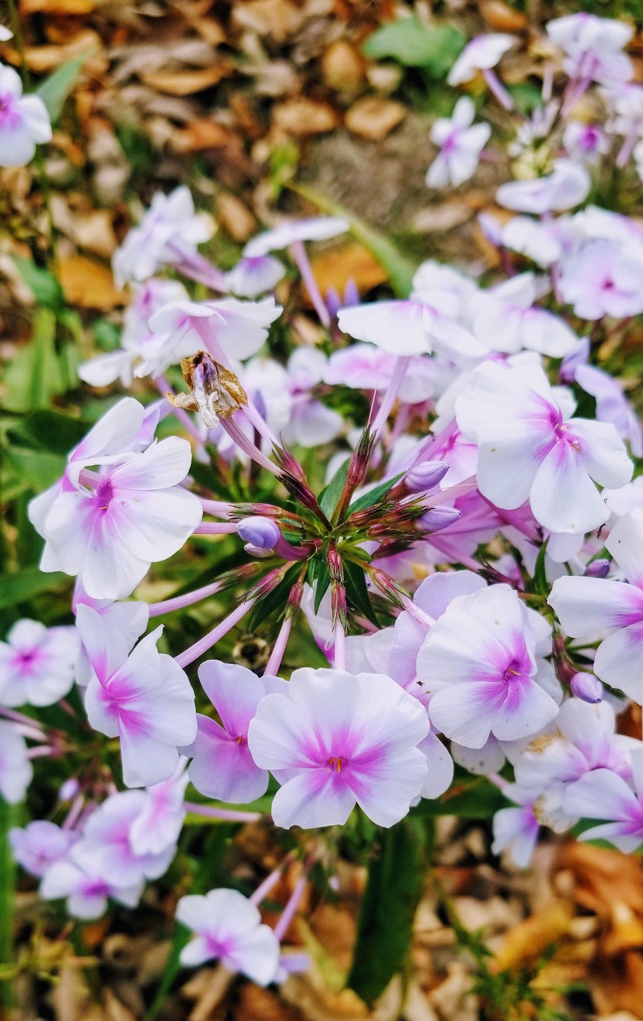 Beach Lake - Beach Lake, PA