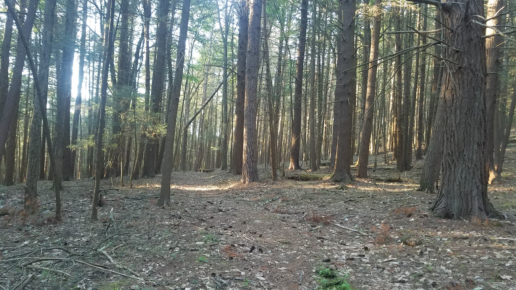 Damascus Forest Trail - Beach Lake, PA